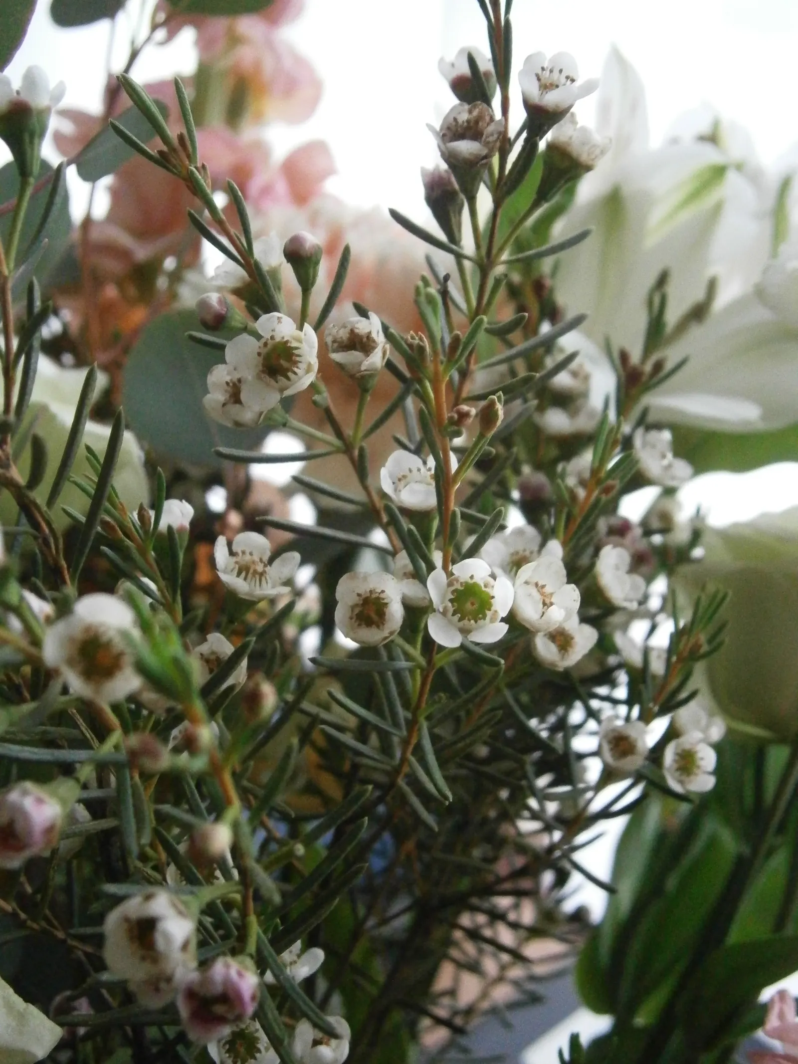 Geraldton Wax Flower (Chamelaucium Uncinatum) — Hardy and relatively low on maintenance; multi-colored and pink and white flowers in the garden, image 63