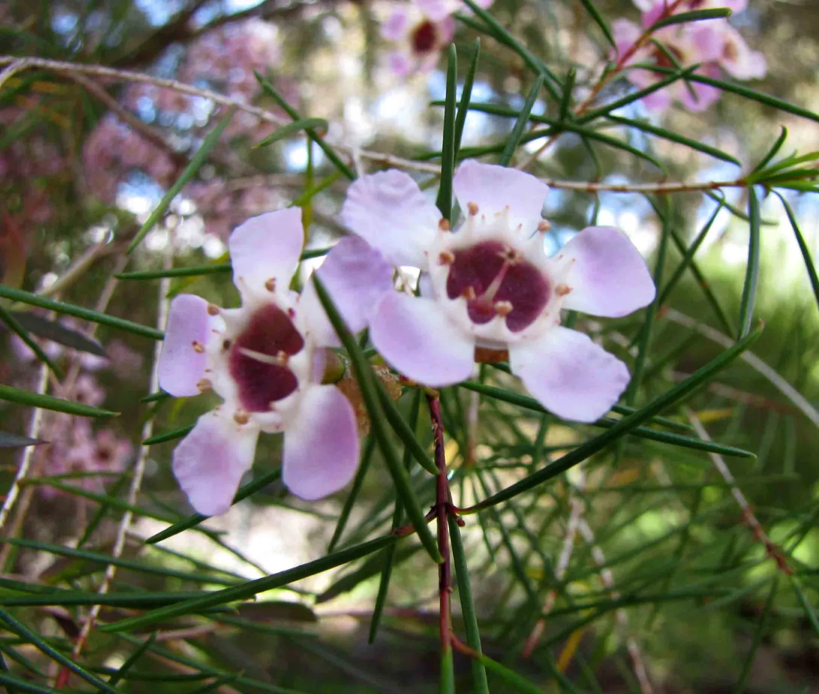 Geraldton Wax Flower (Chamelaucium Uncinatum) — It is notably drought-tolerant once established; geraldton Wax thrives in USDA zones 9 to 10, image 81
