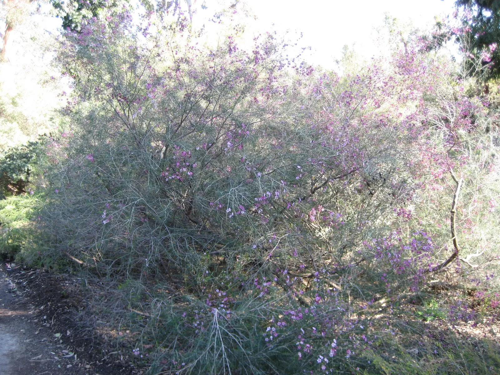 Geraldton Wax Flower (Chamelaucium Uncinatum) — emerge in spring and summer; clients should prune lightly after flowering concludes to maintain its, image 116