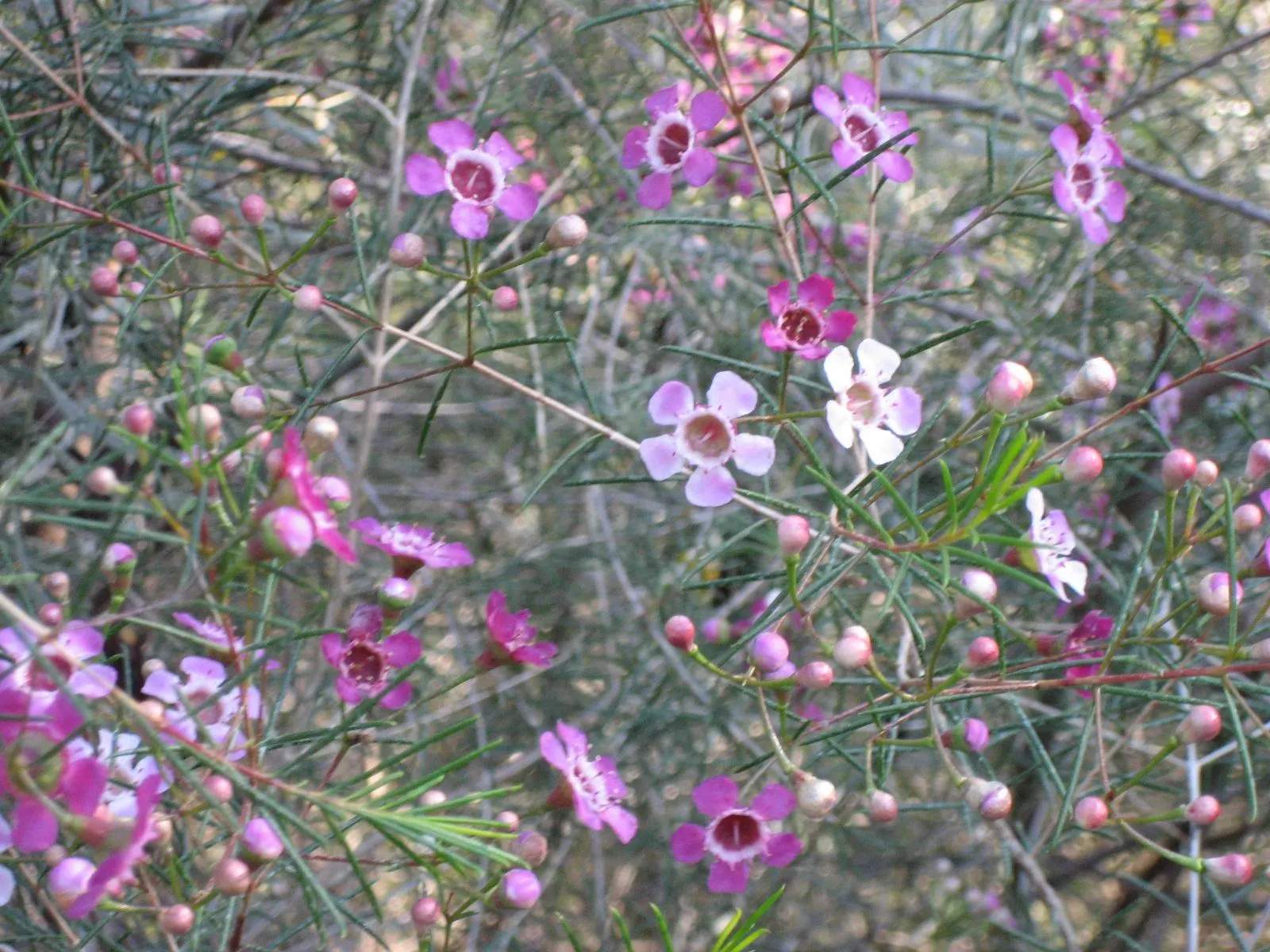 Geraldton Wax Flower (Chamelaucium Uncinatum) — exhibiting drought tolerance once established; this hardy plant thrives in full sun and, image 114