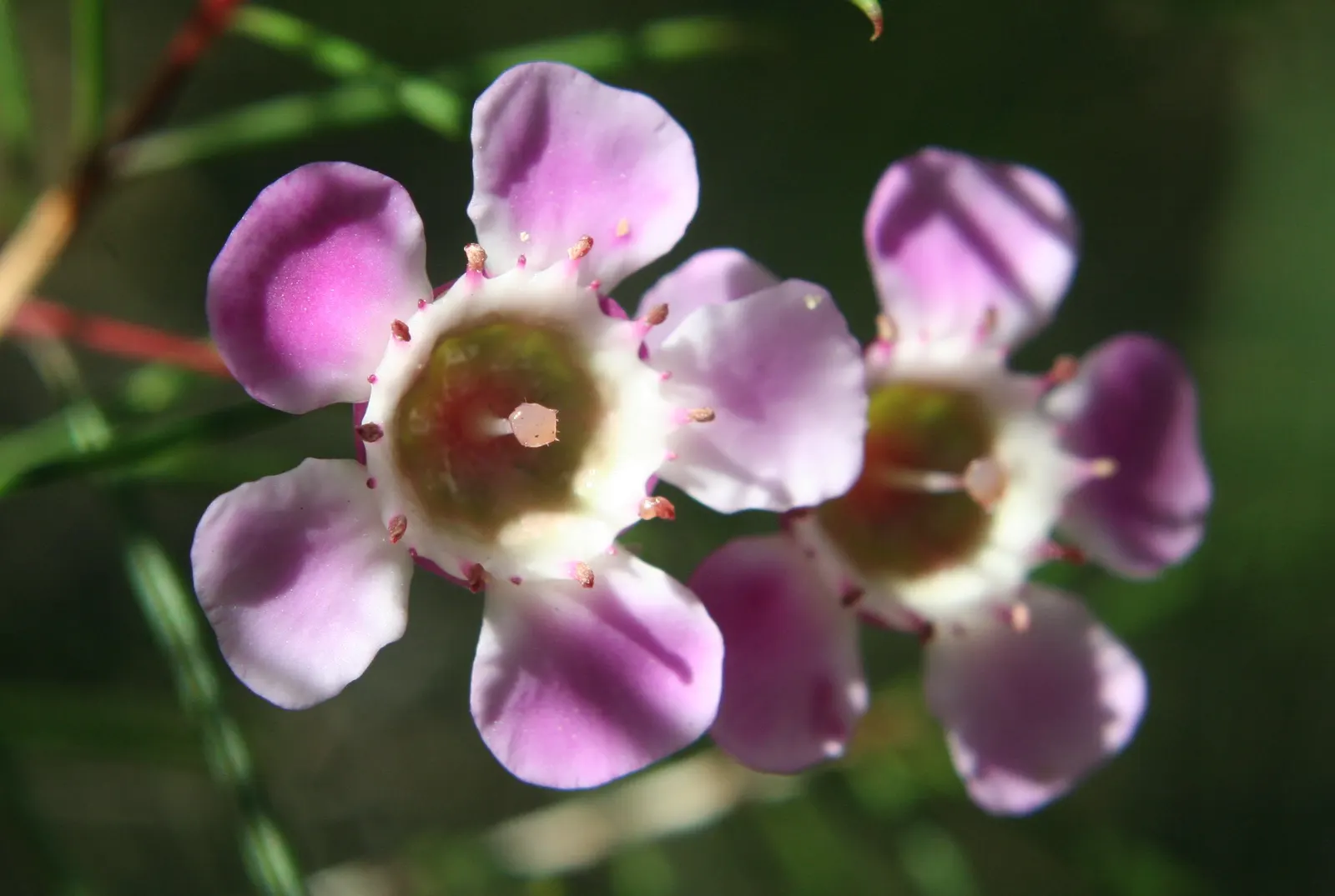 Geraldton Wax Flower (Chamelaucium Uncinatum) — multi-colored and pink and white flowers in the garden; ranging from white to deep pink, image 64
