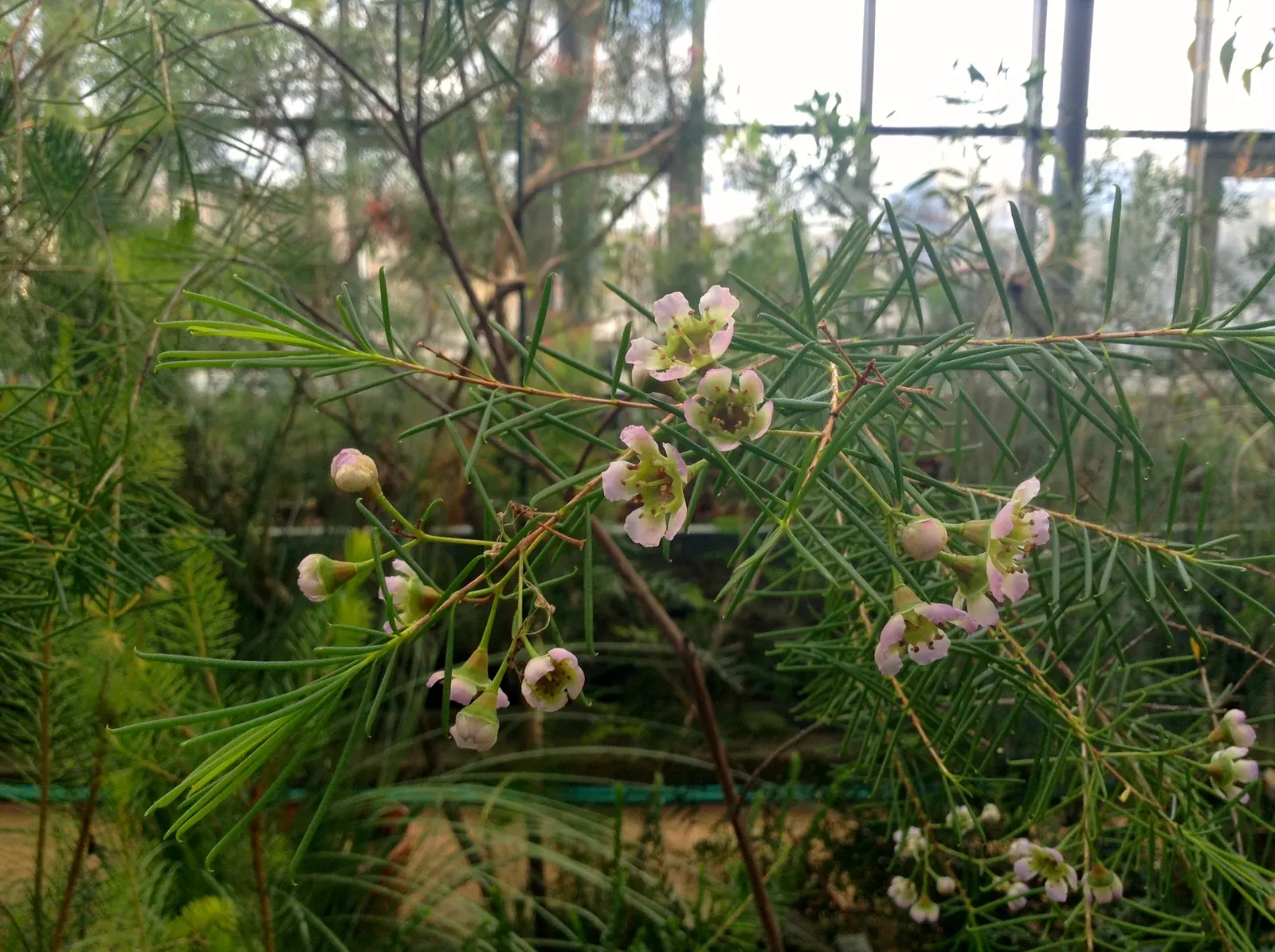 Geraldton Wax Flower (Chamelaucium Uncinatum) — shrub with multi-colored and pink and white blooms; each with a diameter of approximately 1 inch, image 65
