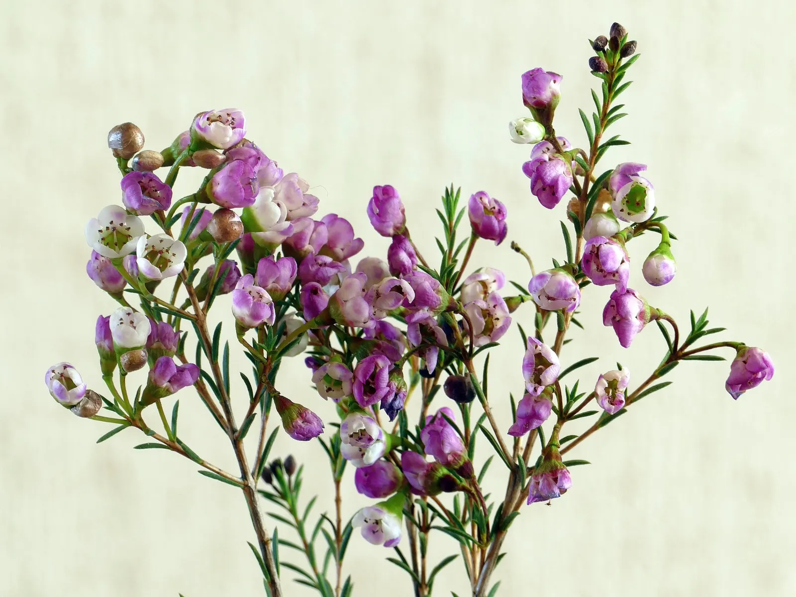 Geraldton Wax Flower (Chamelaucium Uncinatum) — The Geraldton Wax Flower (Chamelaucium uncinatum) is an Australian native shrub; exhibiting drought, image 67