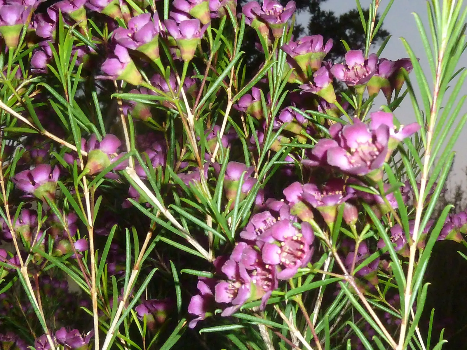 Geraldton Wax Flower (Chamelaucium Uncinatum) — offering a showy display that attracts pollinators while adding a splash of color to landscapes, image 73