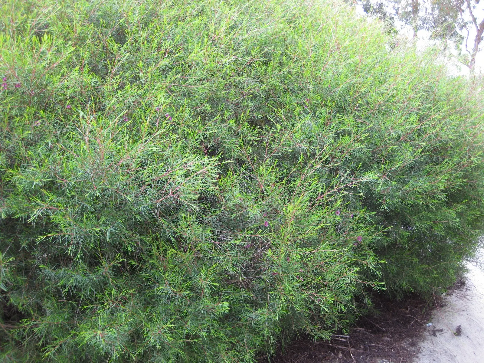 Geraldton Wax Flower (Chamelaucium Uncinatum) — this hardy plant thrives in full sun and well-drained soil; an occasional feeding with a balanced, image 113