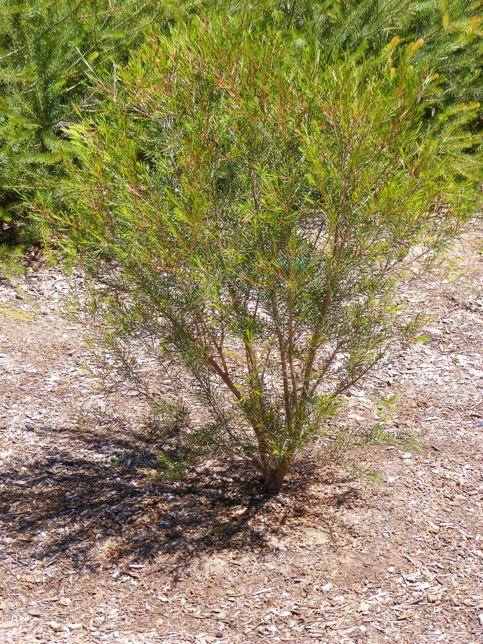 Geraldton Wax Flower (Chamelaucium Uncinatum) — ranging from white to deep pink; originating from Western Australia, image 115