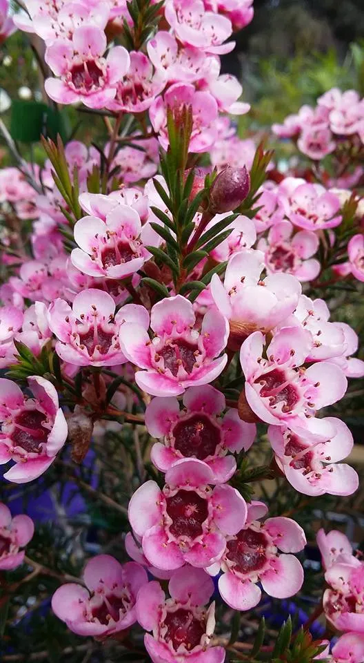 Geraldton Wax Flower (Chamelaucium Uncinatum) — emerge in spring and summer; clients should prune lightly after flowering concludes to maintain its, image 72