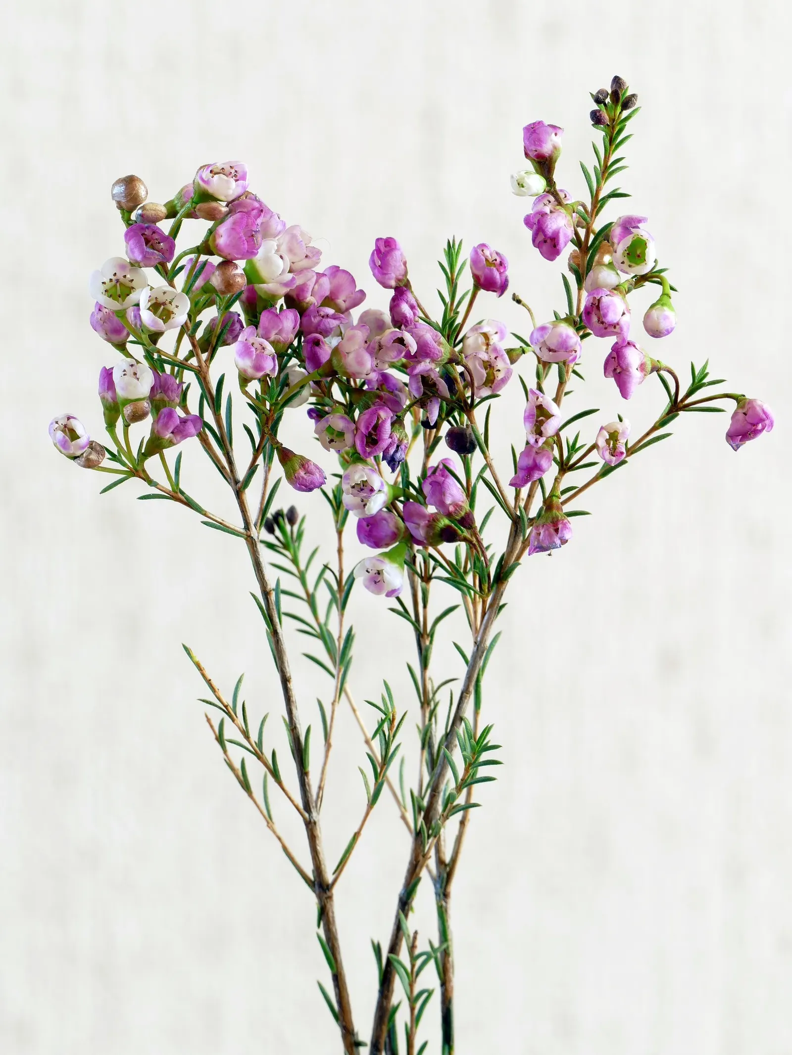 Geraldton Wax Flower (Chamelaucium Uncinatum) — Typically growing to 4-10 feet tall with an equal spread; its needle-like foliage is a striking, image 68