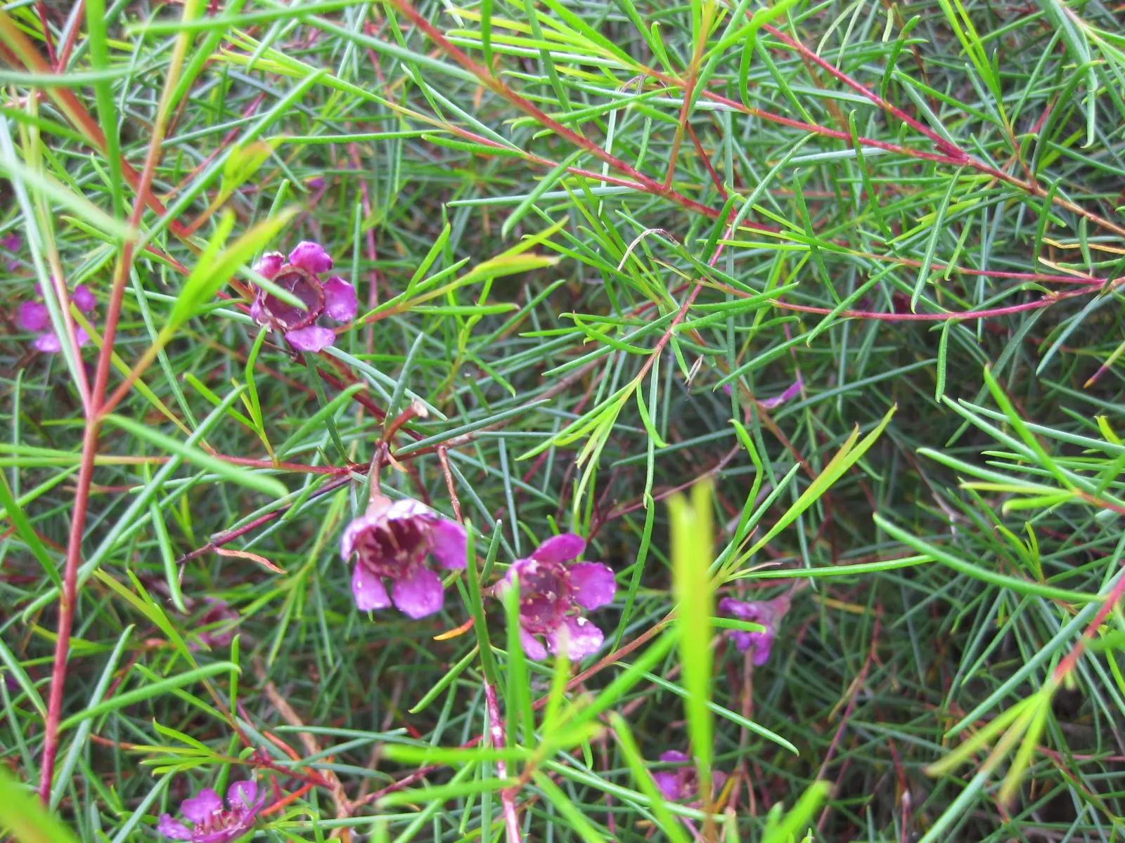 Geraldton Wax Flower (Chamelaucium Uncinatum) — shrub for full; hardy and relatively low on maintenance, image 110
