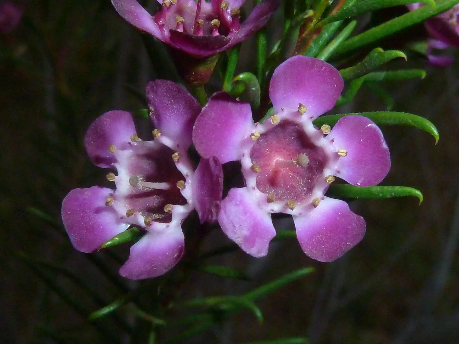 Geraldton Wax Flower (Chamelaucium Uncinatum) — ranging from white to deep pink; originating from Western Australia, image 71