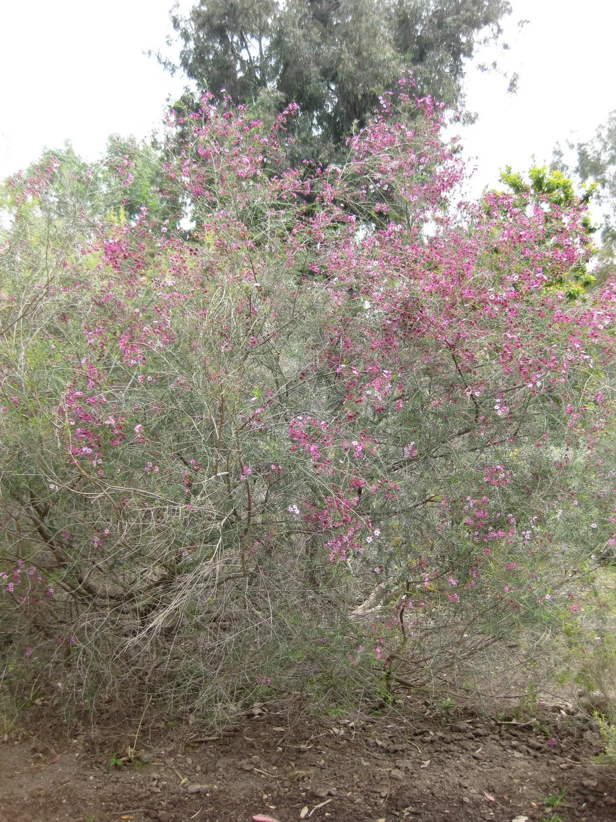 Geraldton Wax Flower (Chamelaucium Uncinatum) — The Geraldton Wax Flower (Chamelaucium uncinatum) is an Australian native shrub; exhibiting drought, image 111