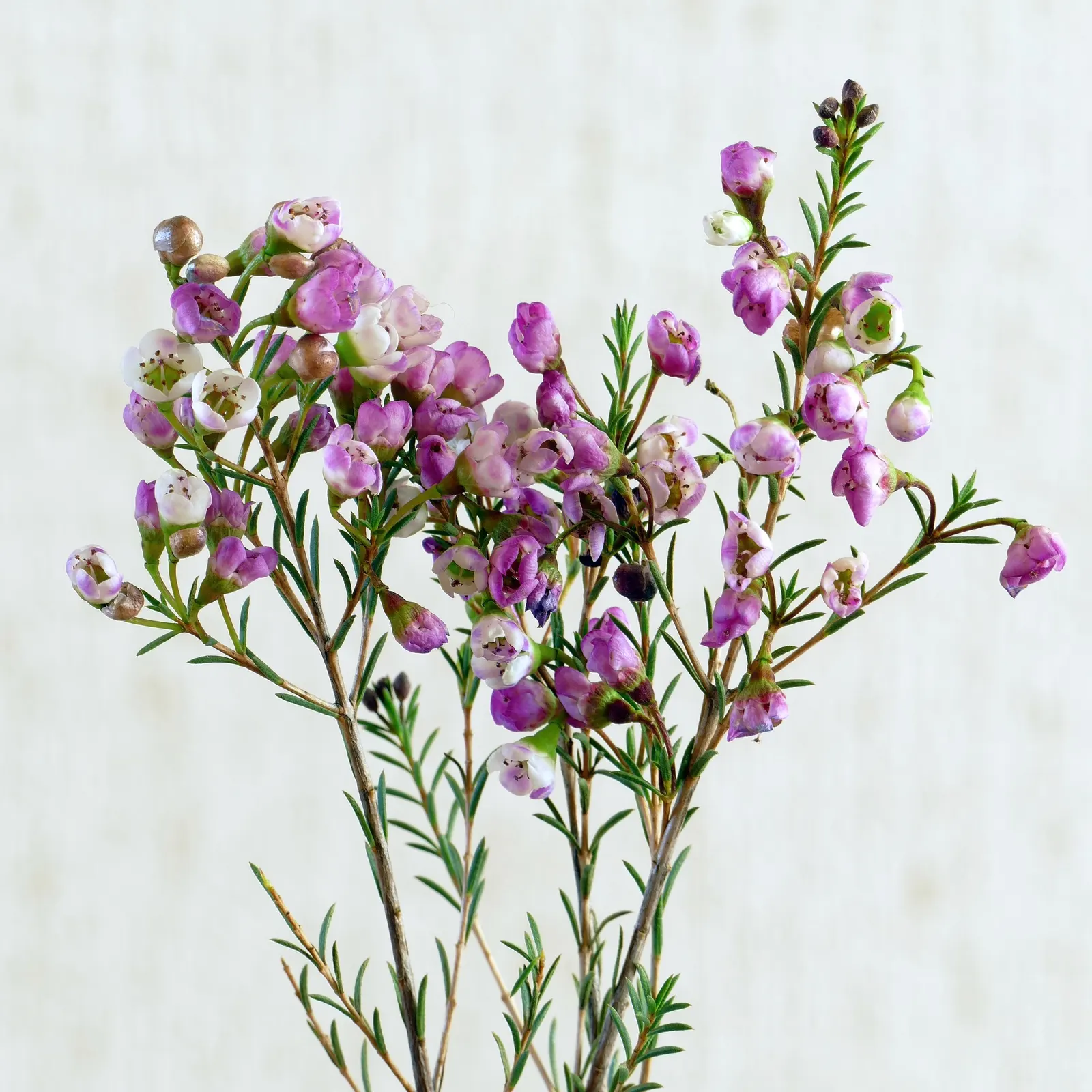 Geraldton Wax Flower (Chamelaucium Uncinatum) — each with a diameter of approximately 1 inch; it is notably drought-tolerant once established, image 56