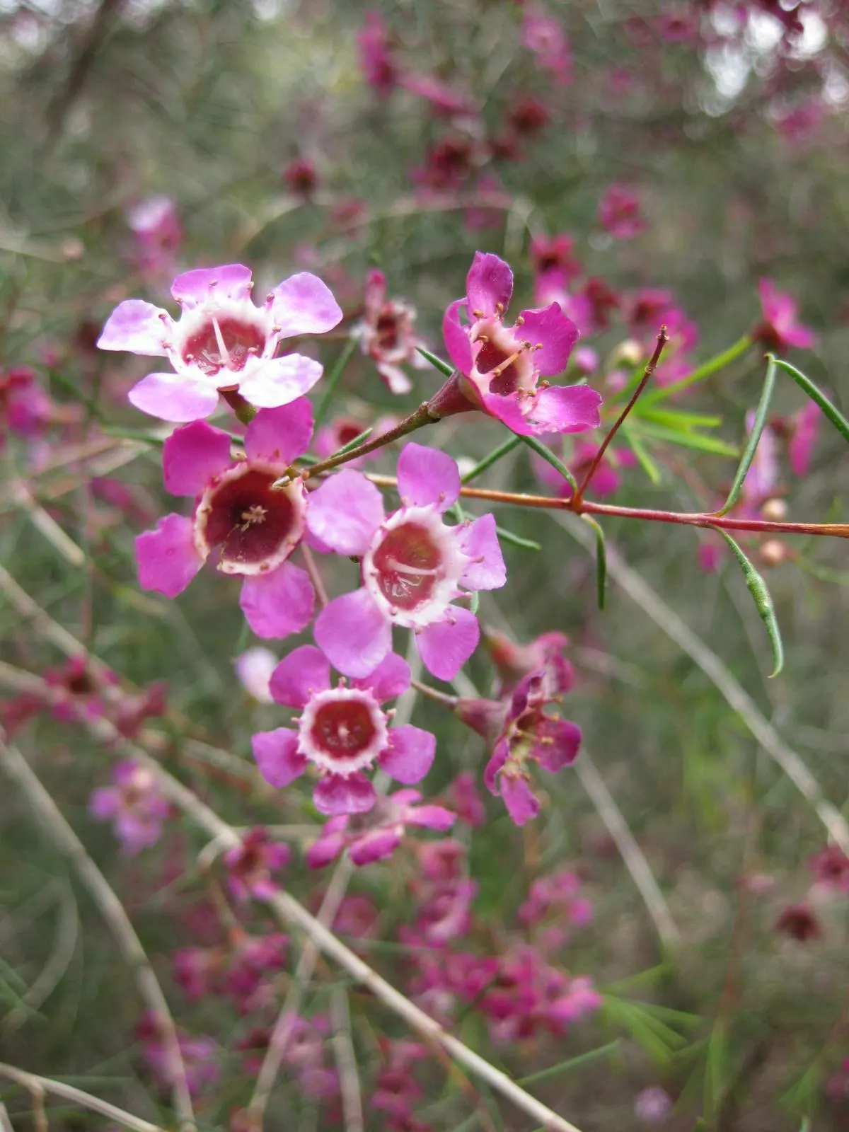 Geraldton Wax Flower (Chamelaucium Uncinatum) — shrub with multi-colored and pink and white blooms; each with a diameter of approximately 1 inch, image 109