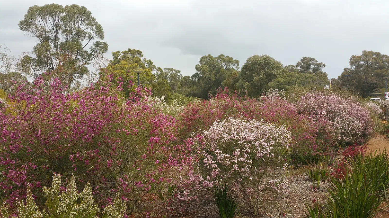Geraldton Wax Flower (Chamelaucium Uncinatum) — multi-colored and pink and white flowers in the garden; ranging from white to deep pink, image 108
