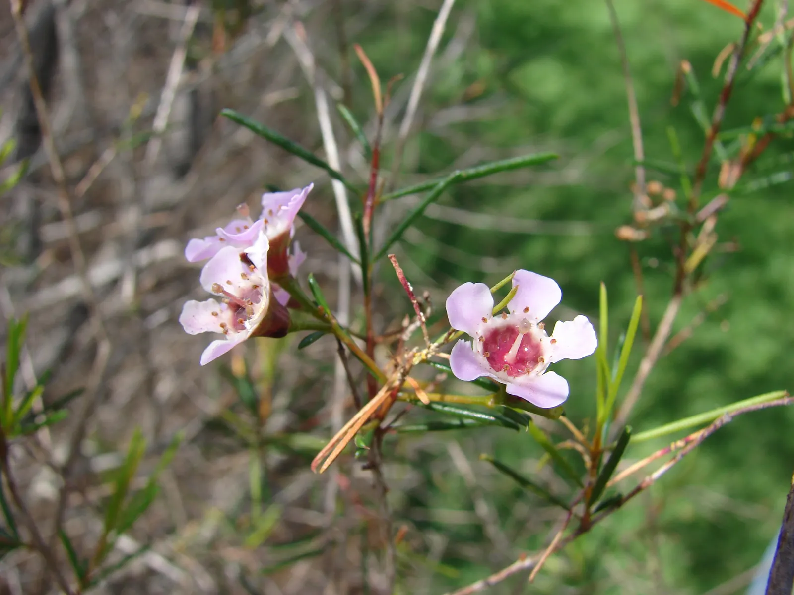 Geraldton Wax Flower (Chamelaucium Uncinatum) — An occasional feeding with a balanced fertilizer will keep Chamelaucium uncinatum vigorous; their longevity as