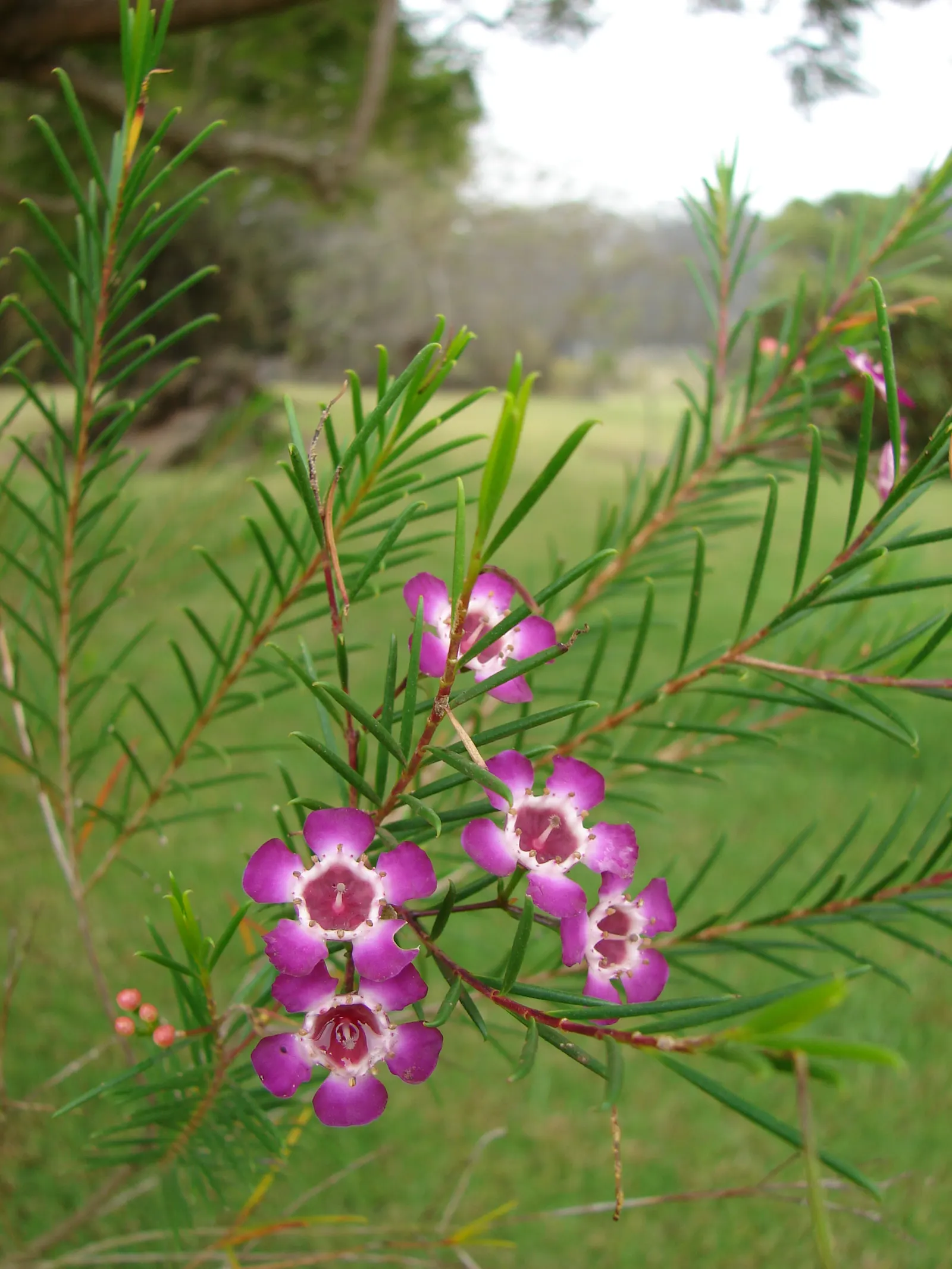 Geraldton Wax Flower (Chamelaucium Uncinatum) — The Geraldton Wax Flower (Chamelaucium uncinatum) is an Australian native shrub; exhibiting drought, image 45