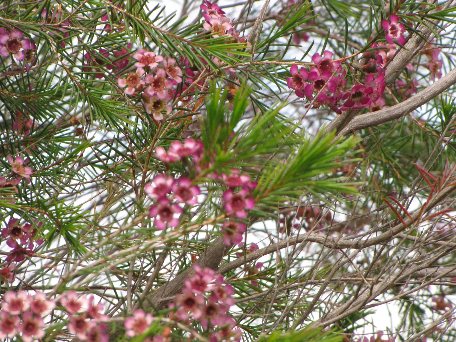 Geraldton Wax Flower (Chamelaucium Uncinatum) — Hardy and relatively low on maintenance; multi-colored and pink and white flowers in the garden