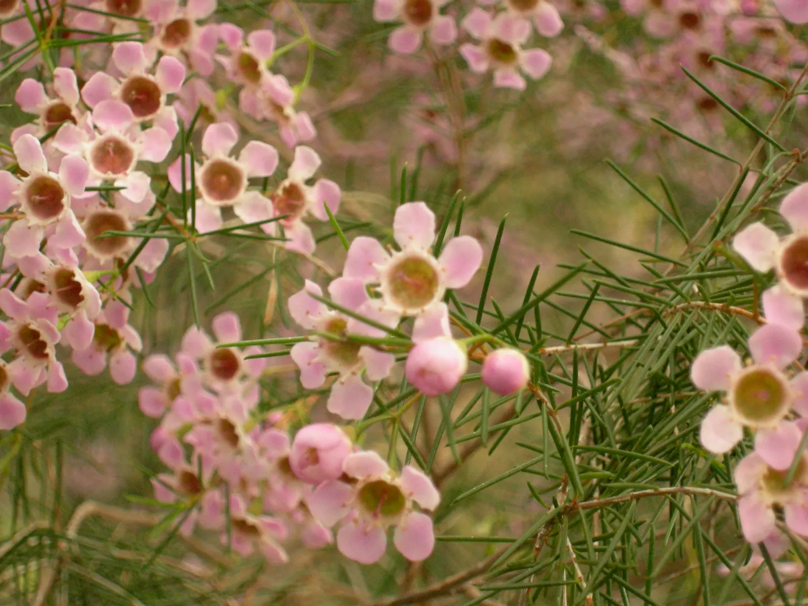Geraldton Wax Flower (Chamelaucium Uncinatum) — shrub for full