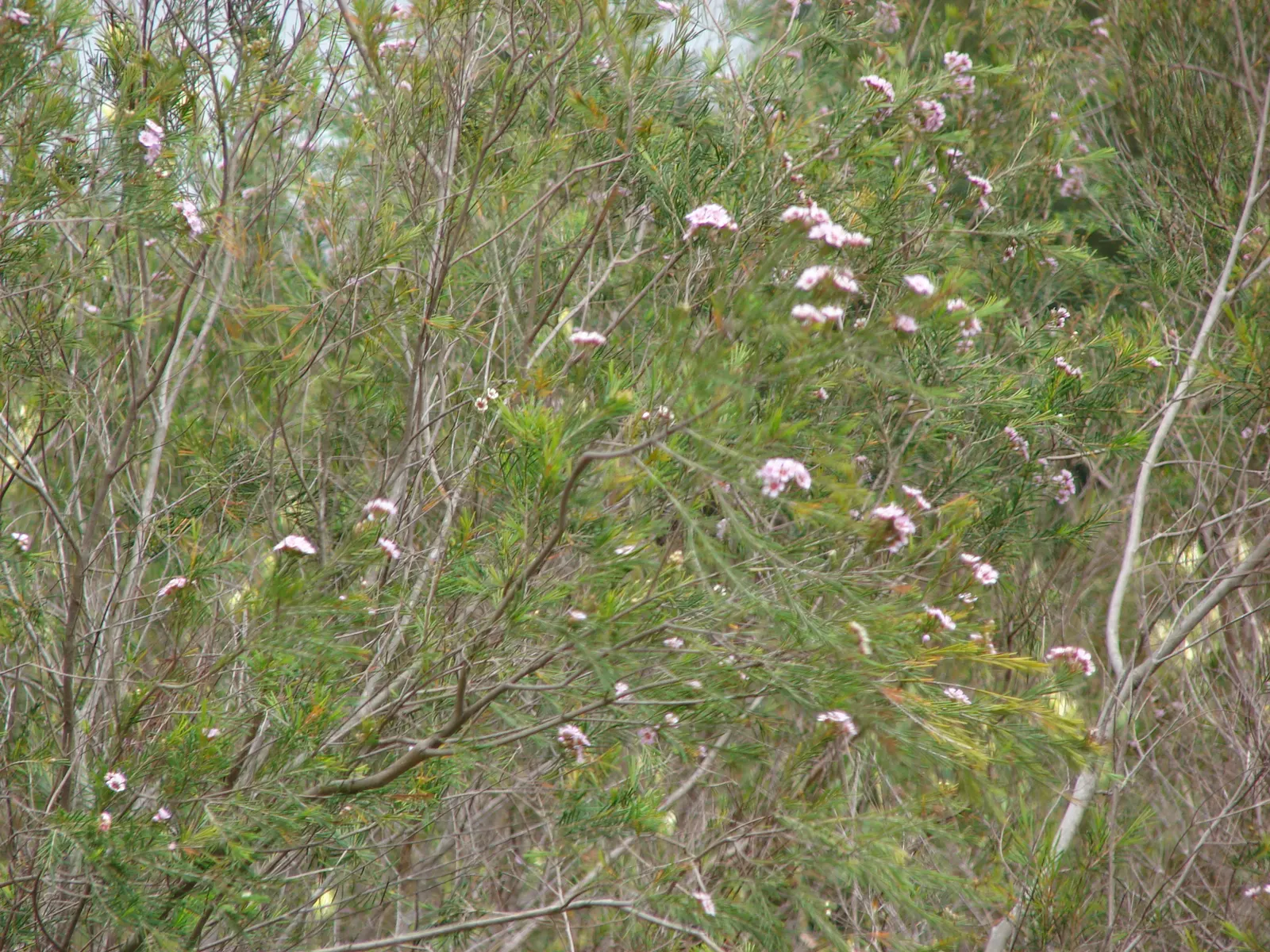 Geraldton Wax Flower (Chamelaucium Uncinatum) — Originating from Western Australia; the Geraldton Wax Flower (Chamelaucium uncinatum) is an Australian native
