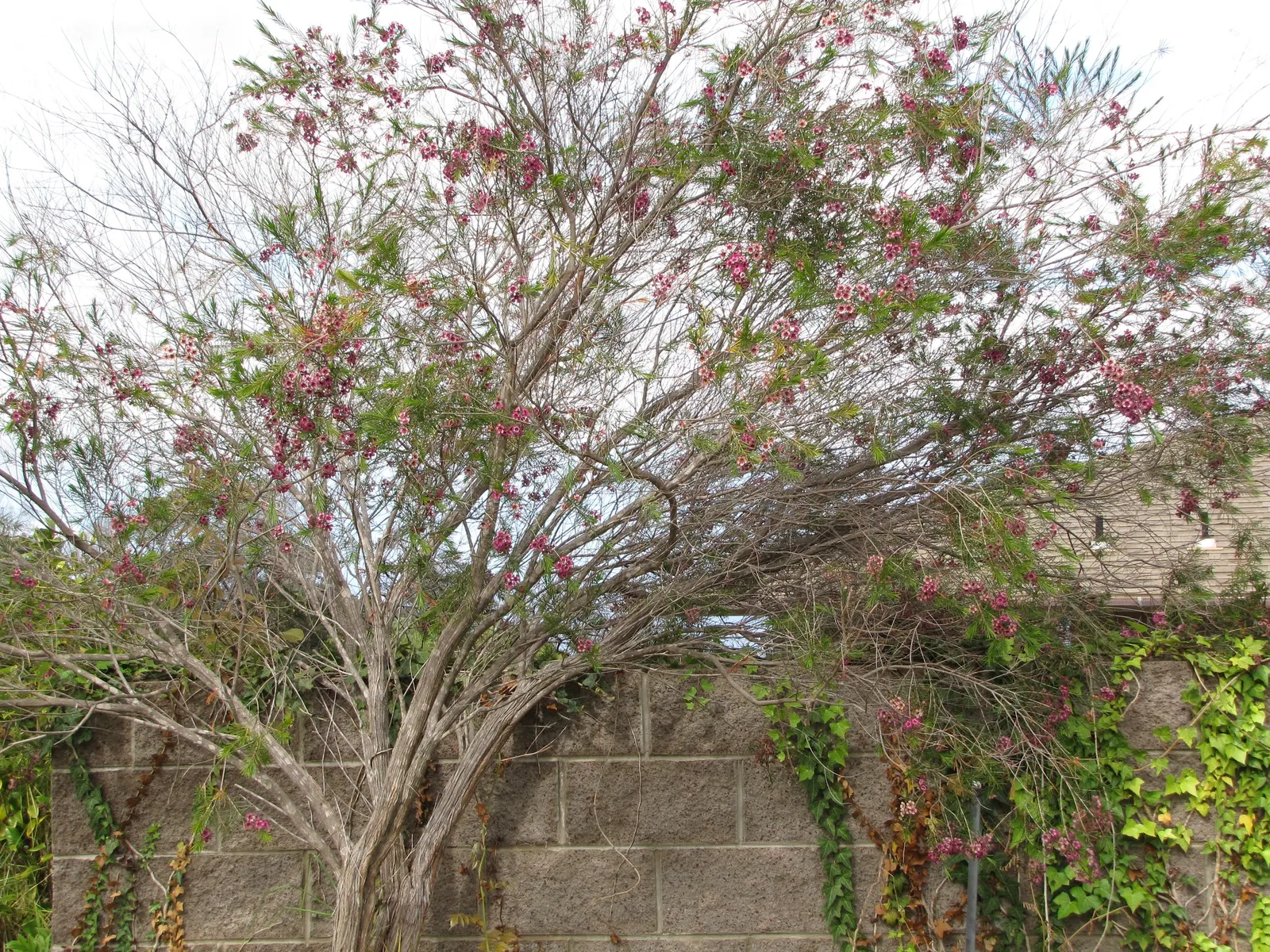 Geraldton Wax Flower (Chamelaucium Uncinatum) — this hardy plant thrives in full sun and well-drained soil