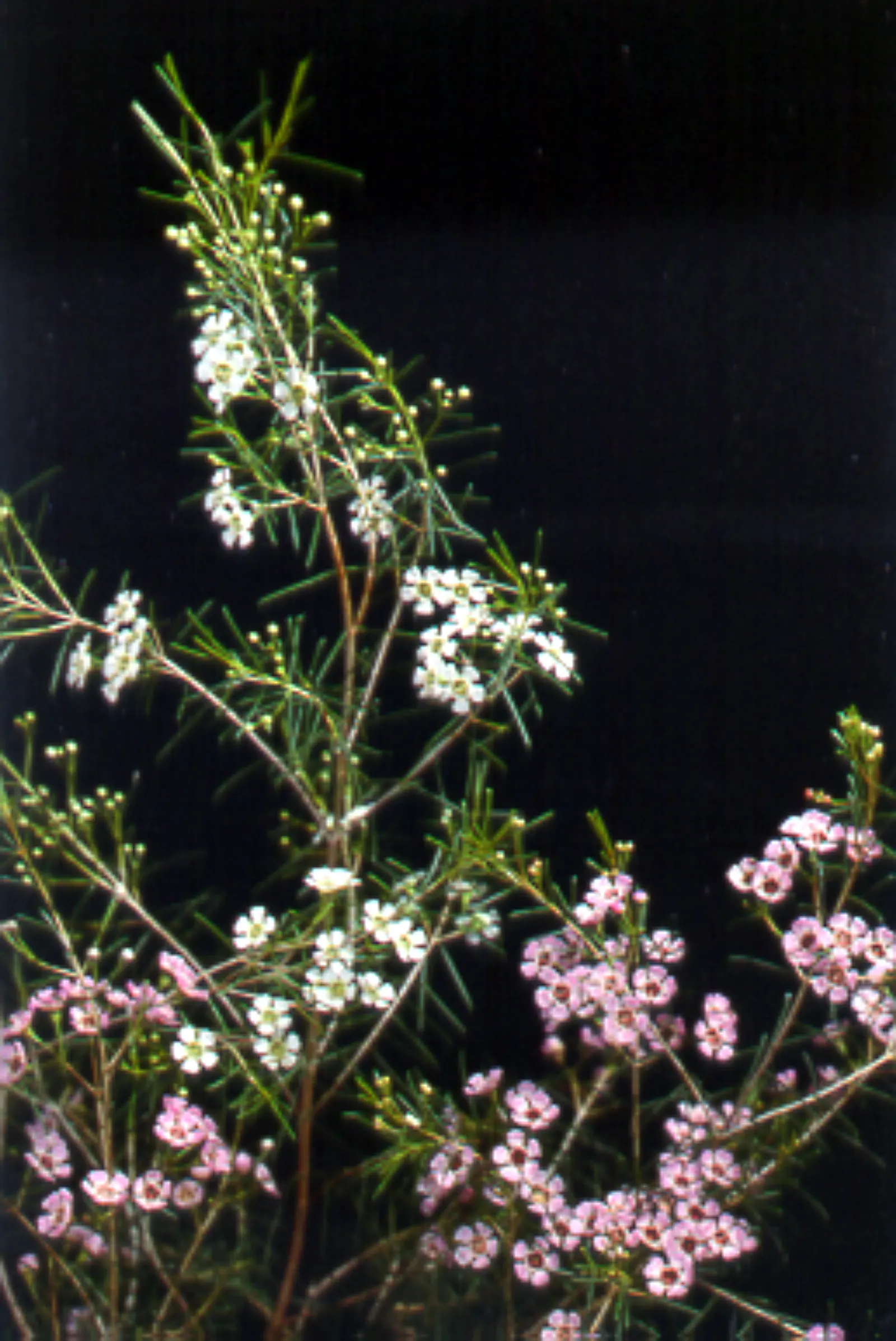 Geraldton Wax Flower (Chamelaucium Uncinatum) — offering a showy display that attracts pollinators while adding a splash of color to landscapes; typically