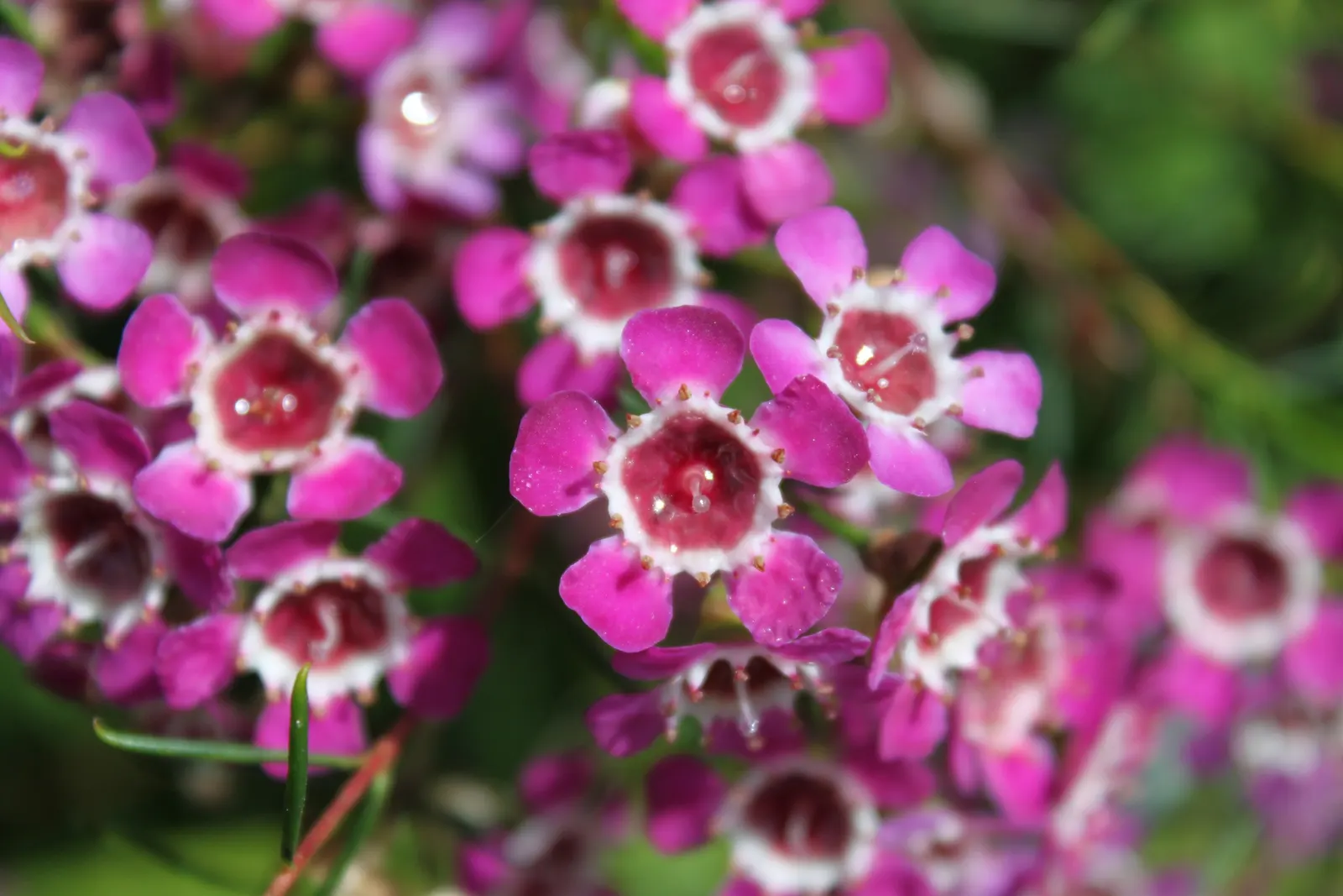 Geraldton Wax Flower (Chamelaucium Uncinatum) — Their longevity as cut flowers makes them a desirable choice for both gardens and floral, image 101