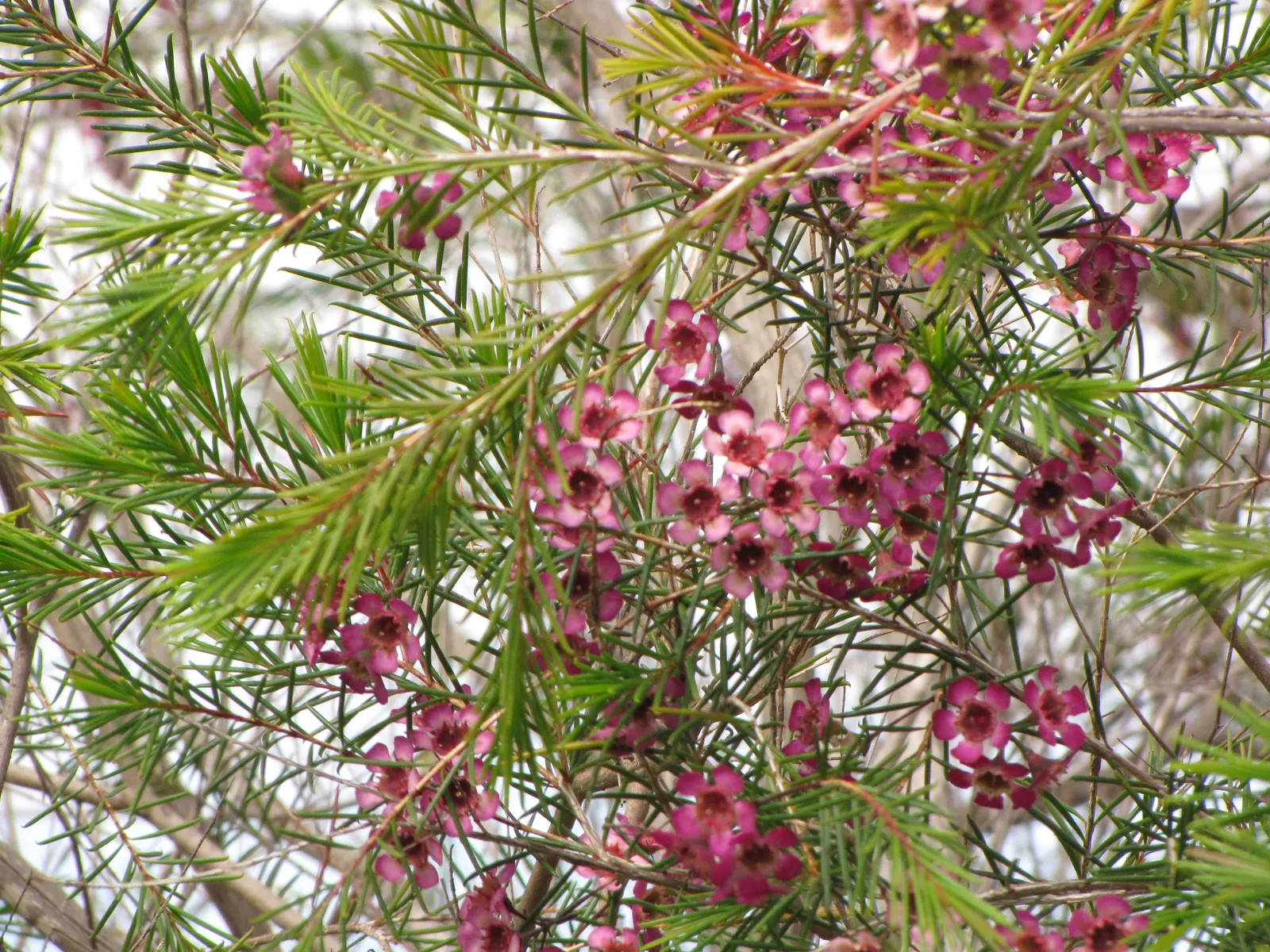 Geraldton Wax Flower (Chamelaucium Uncinatum) — multi-colored and pink and white flowers in the garden