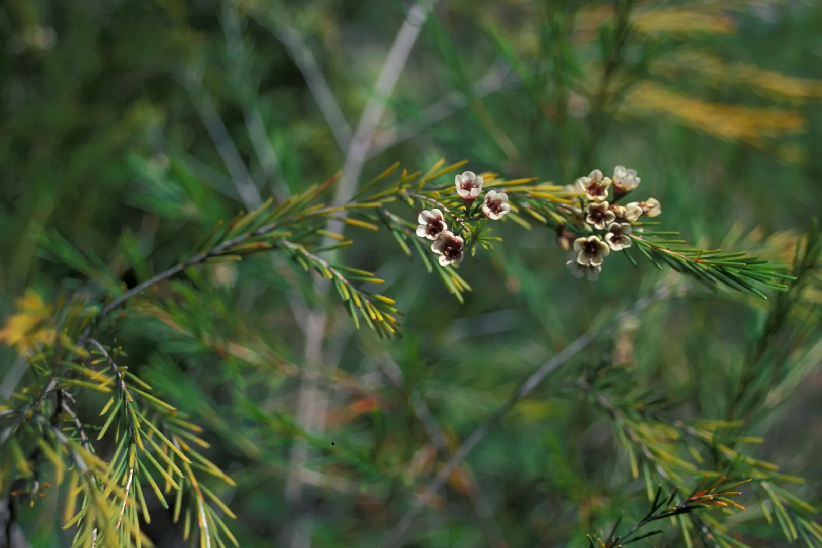 Geraldton Wax Flower (Chamelaucium Uncinatum) — shrub with multi-colored and pink and white blooms; each with a diameter of approximately 1 inch