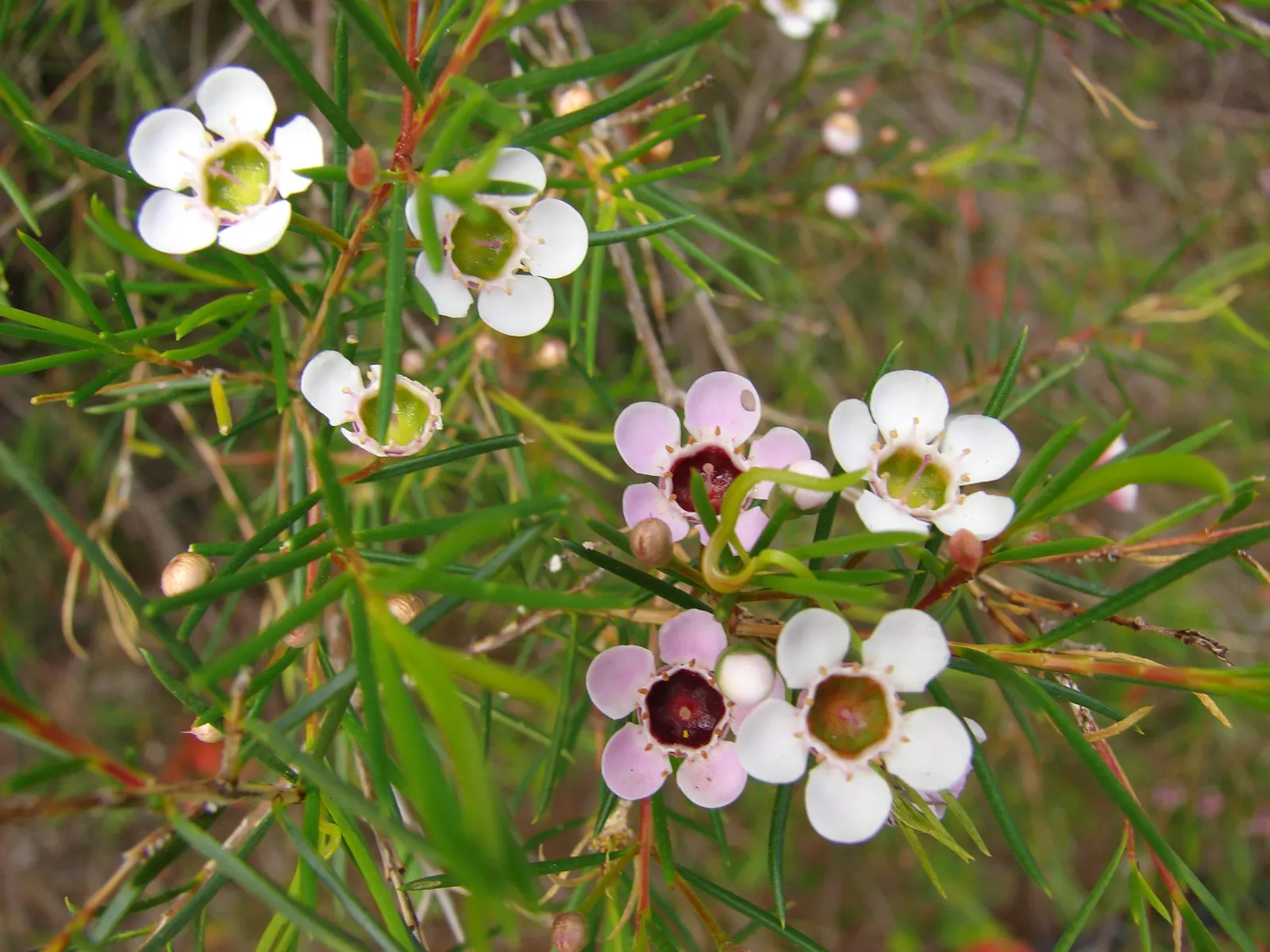 Geraldton Wax Flower (Chamelaucium Uncinatum) — ranging from white to deep pink; originating from Western Australia