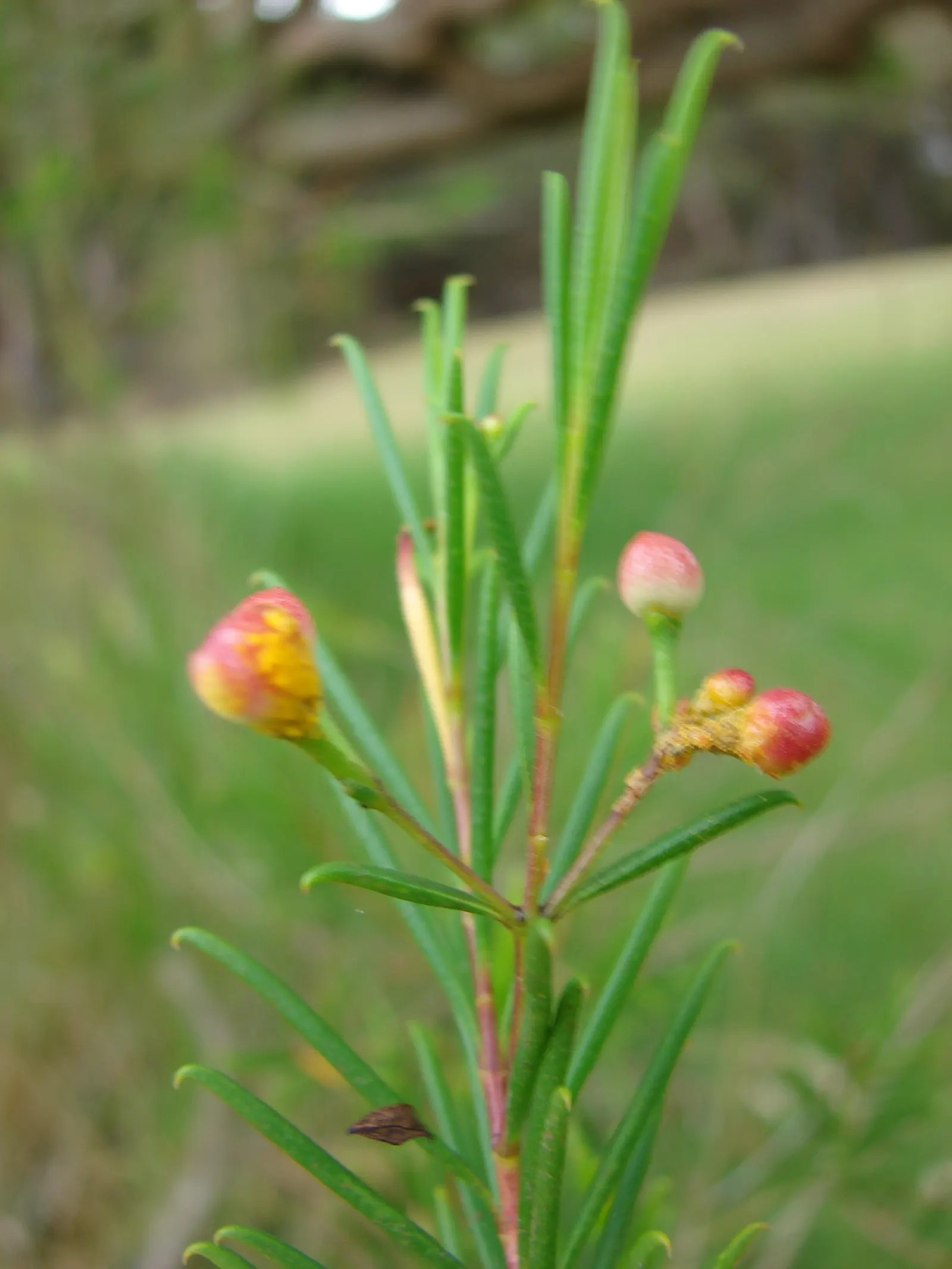 Geraldton Wax Flower (Chamelaucium Uncinatum) — ranging from white to deep pink; originating from Western Australia, image 93