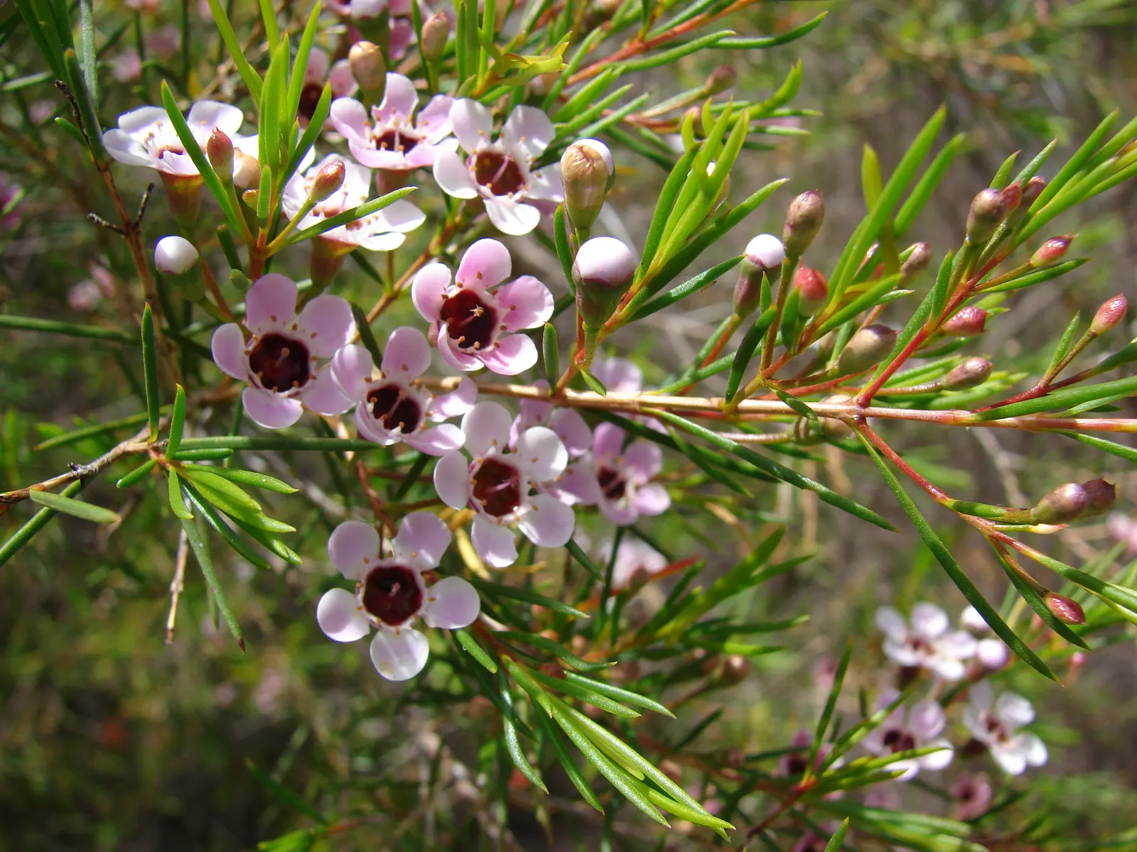 Geraldton Wax Flower (Chamelaucium Uncinatum) — An occasional feeding with a balanced fertilizer will keep Chamelaucium uncinatum vigorous; their, image 84