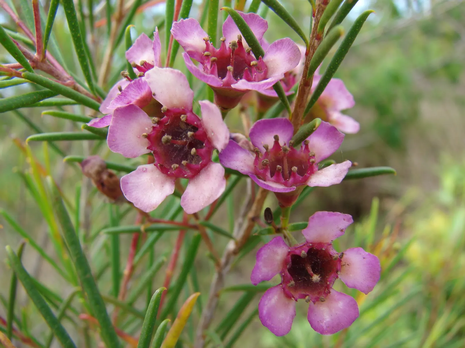 Geraldton Wax Flower (Chamelaucium Uncinatum) — Its needle-like foliage is a striking bluish-green; scientifically termed Chamelaucium uncinatum, image 55