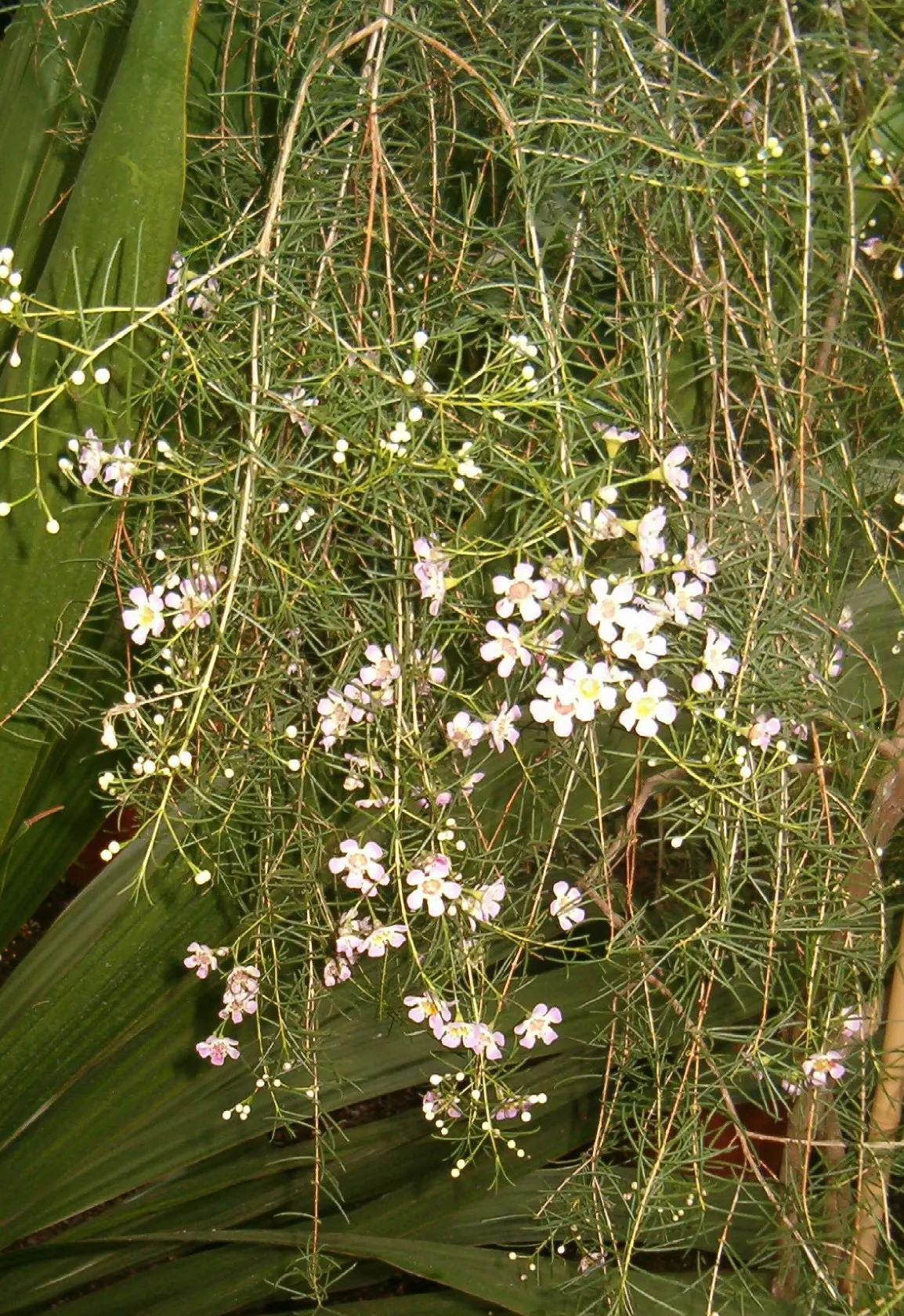 Geraldton Wax Flower (Chamelaucium Uncinatum) — clients should prune lightly after flowering concludes to maintain its compact form and encourage, image 83