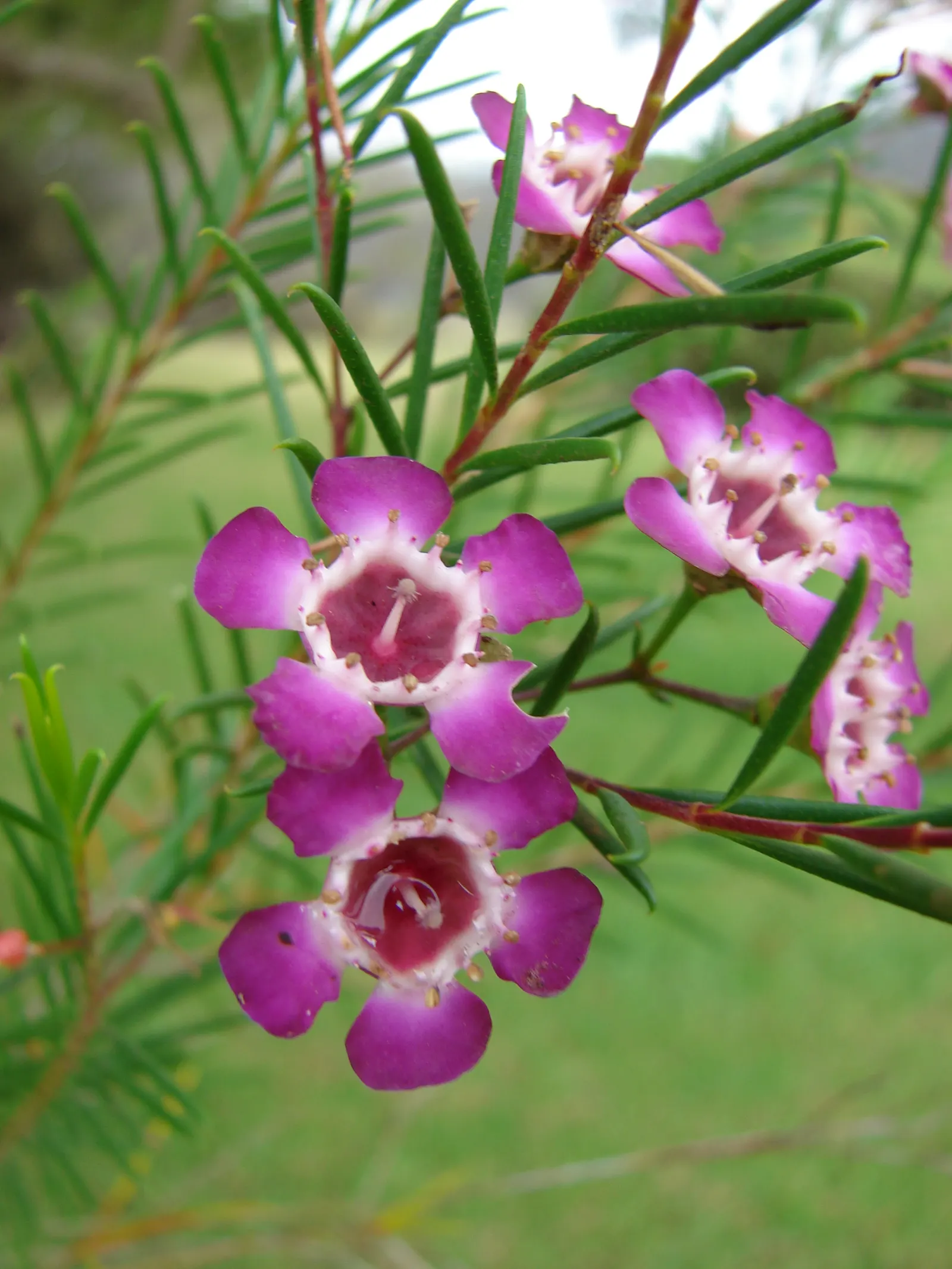 Geraldton Wax Flower (Chamelaucium Uncinatum) — making it an excellent selection for water-wise gardens.<br><br>For optimal health and blooming, image 60