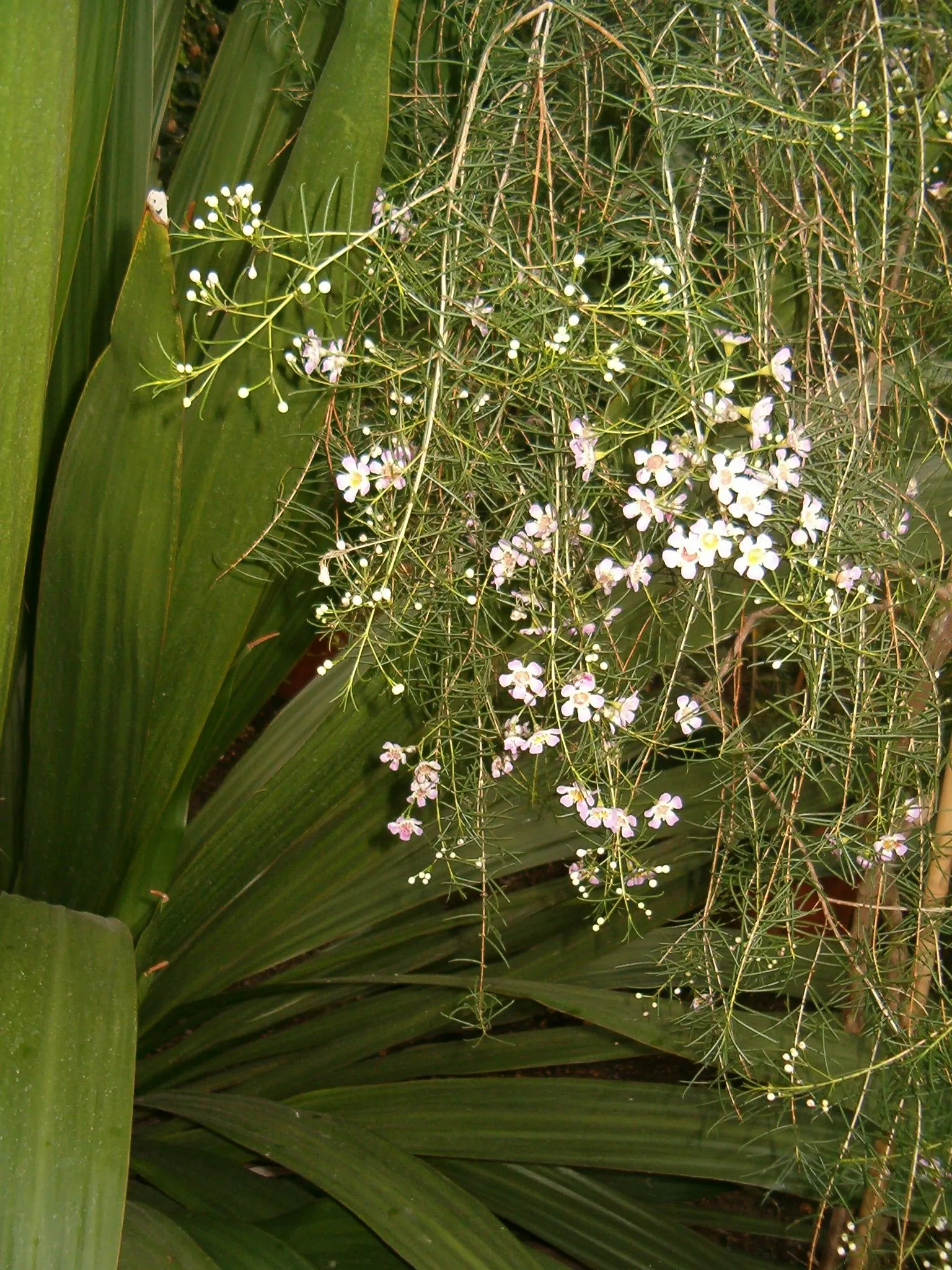 Geraldton Wax Flower (Chamelaucium Uncinatum) — Geraldton Wax thrives in USDA zones 9 to 10, preferring full sun exposure to part shade and, image 80