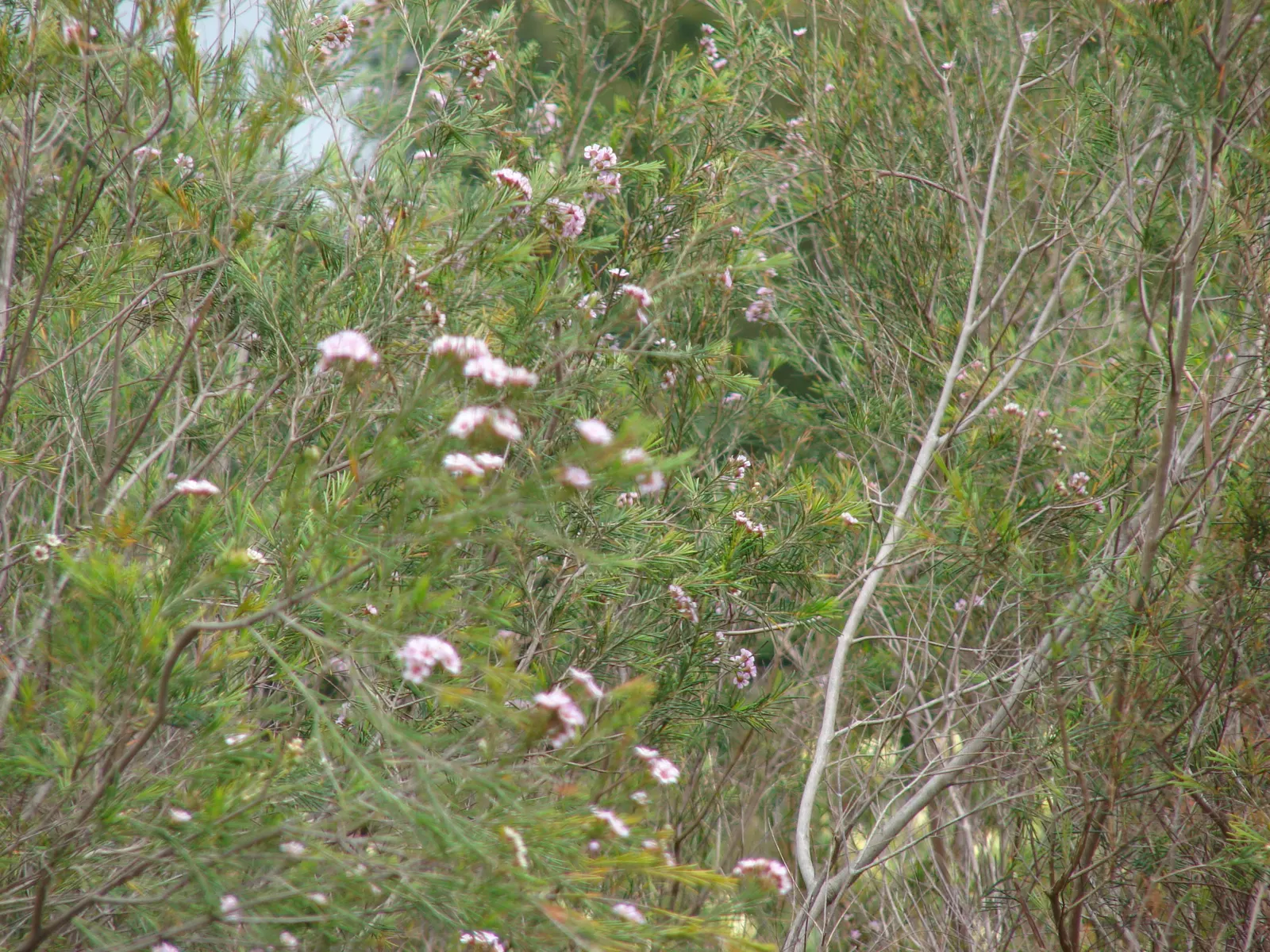 Geraldton Wax Flower (Chamelaucium Uncinatum) — shrub with multi-colored and pink and white blooms; each with a diameter of approximately 1 inch, image 87