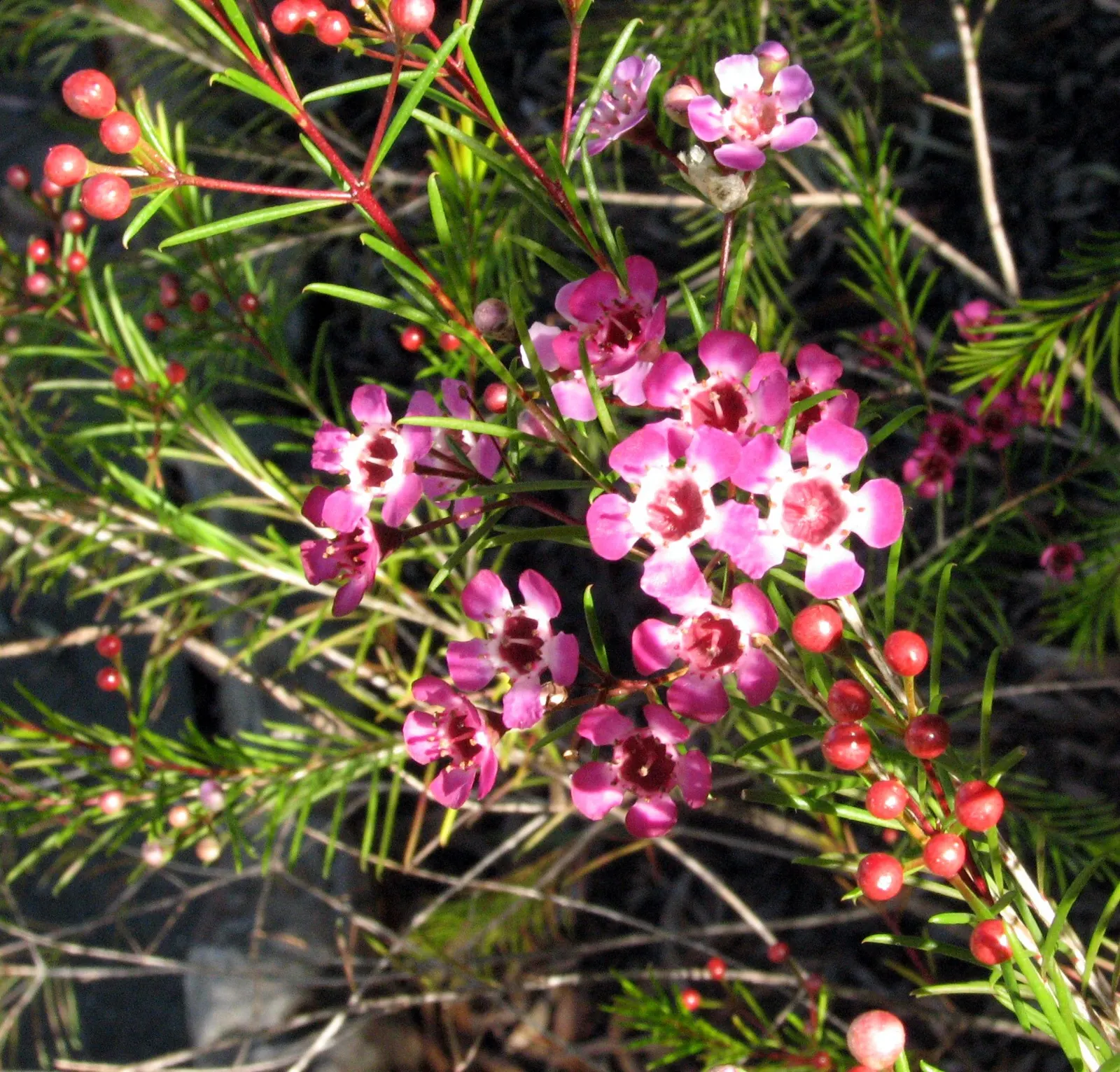 Geraldton Wax Flower (Chamelaucium Uncinatum) — is an eye-catching addition to any landscape design due to its vibrant blooms and aromatic presence; making it