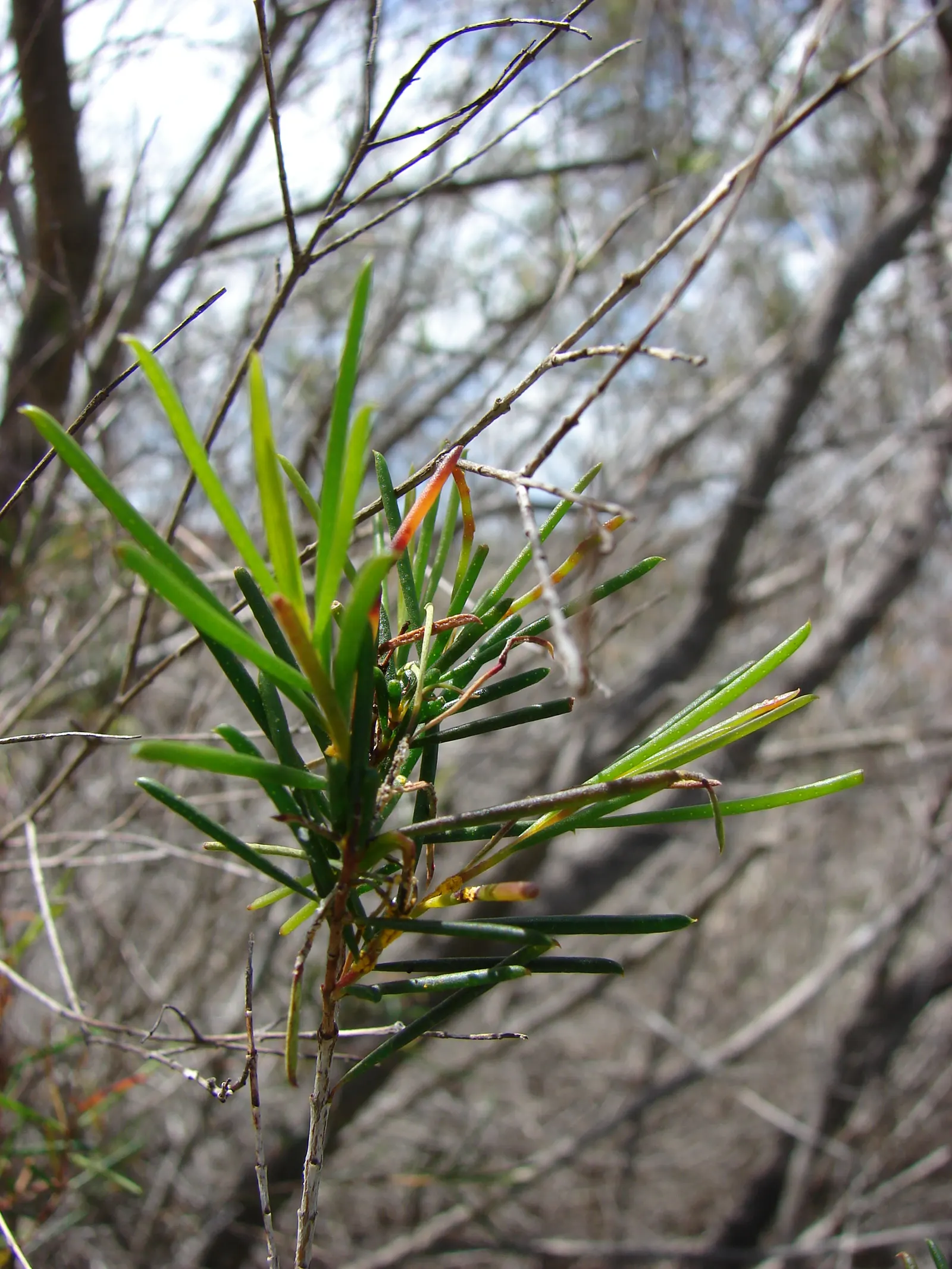 Geraldton Wax Flower (Chamelaucium Uncinatum) — scientifically termed Chamelaucium uncinatum; is an eye-catching addition to any landscape design, image 96