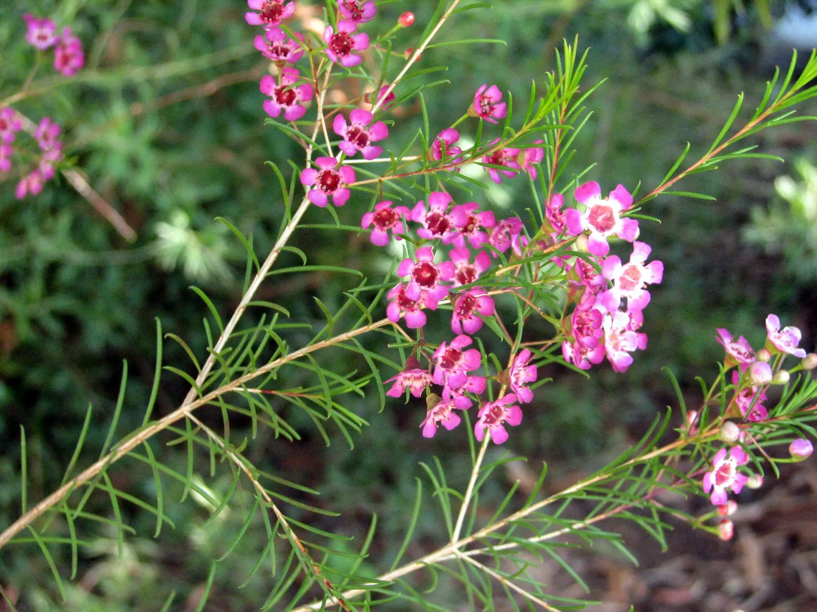 Geraldton Wax Flower (Chamelaucium Uncinatum) — It is notably drought-tolerant once established; geraldton Wax thrives in USDA zones 9 to 10, image 103