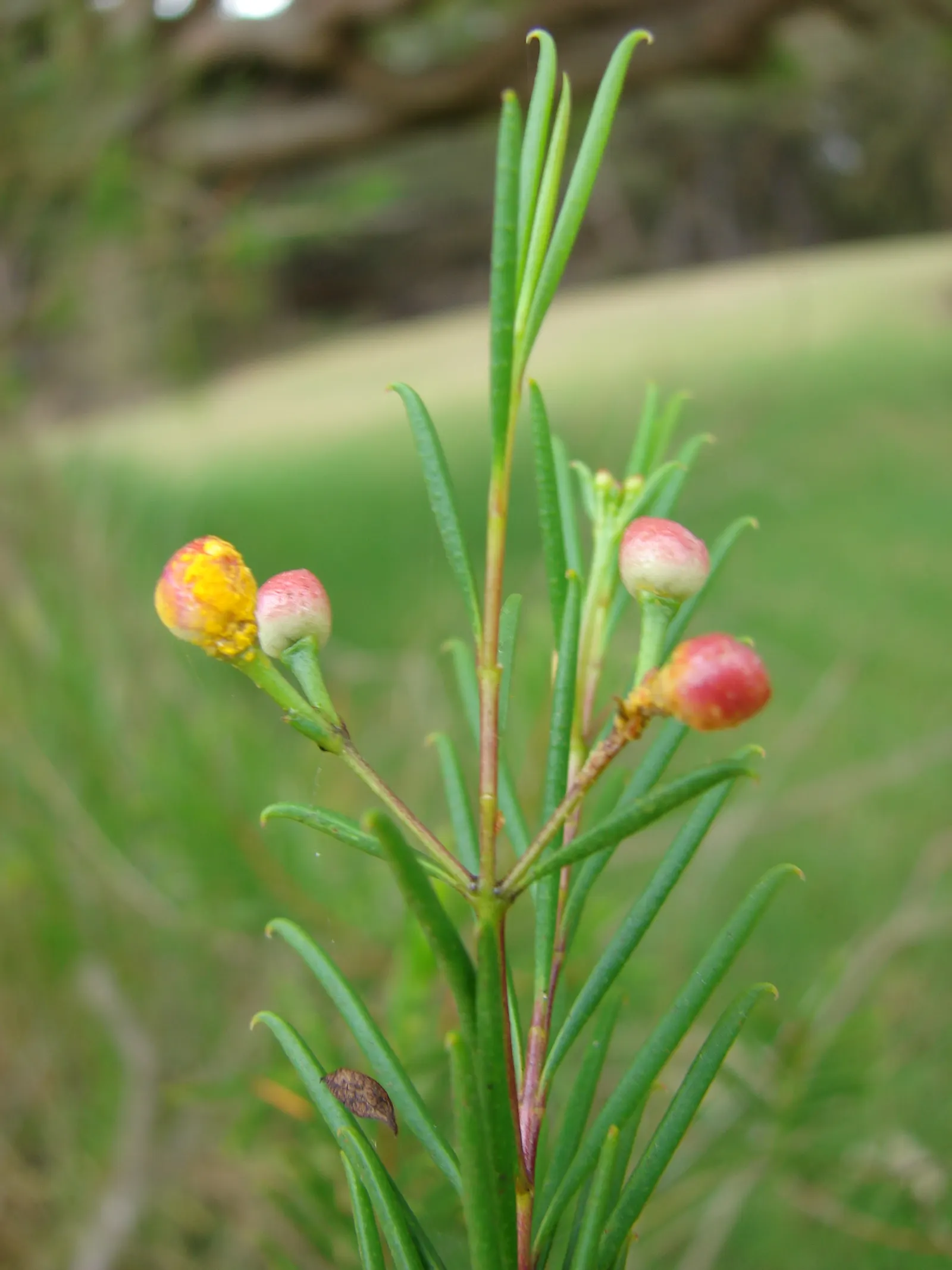 Geraldton Wax Flower (Chamelaucium Uncinatum) — clients should prune lightly after flowering concludes to maintain its compact form and encourage, image 39