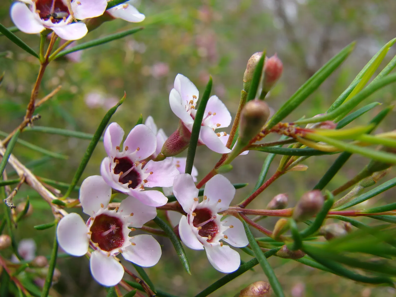 Geraldton Wax Flower (Chamelaucium Uncinatum) — this hardy plant thrives in full sun and well-drained soil; an occasional feeding with a balanced, image 47