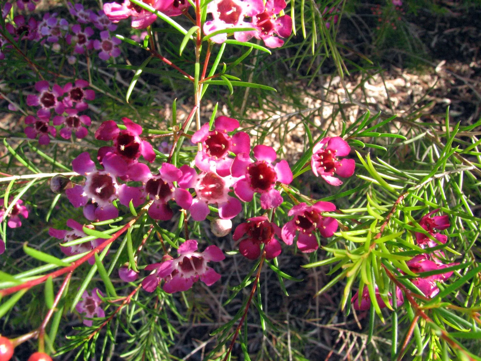 Geraldton Wax Flower (Chamelaucium Uncinatum) — Their longevity as cut flowers makes them a desirable choice for both gardens and floral, image 57
