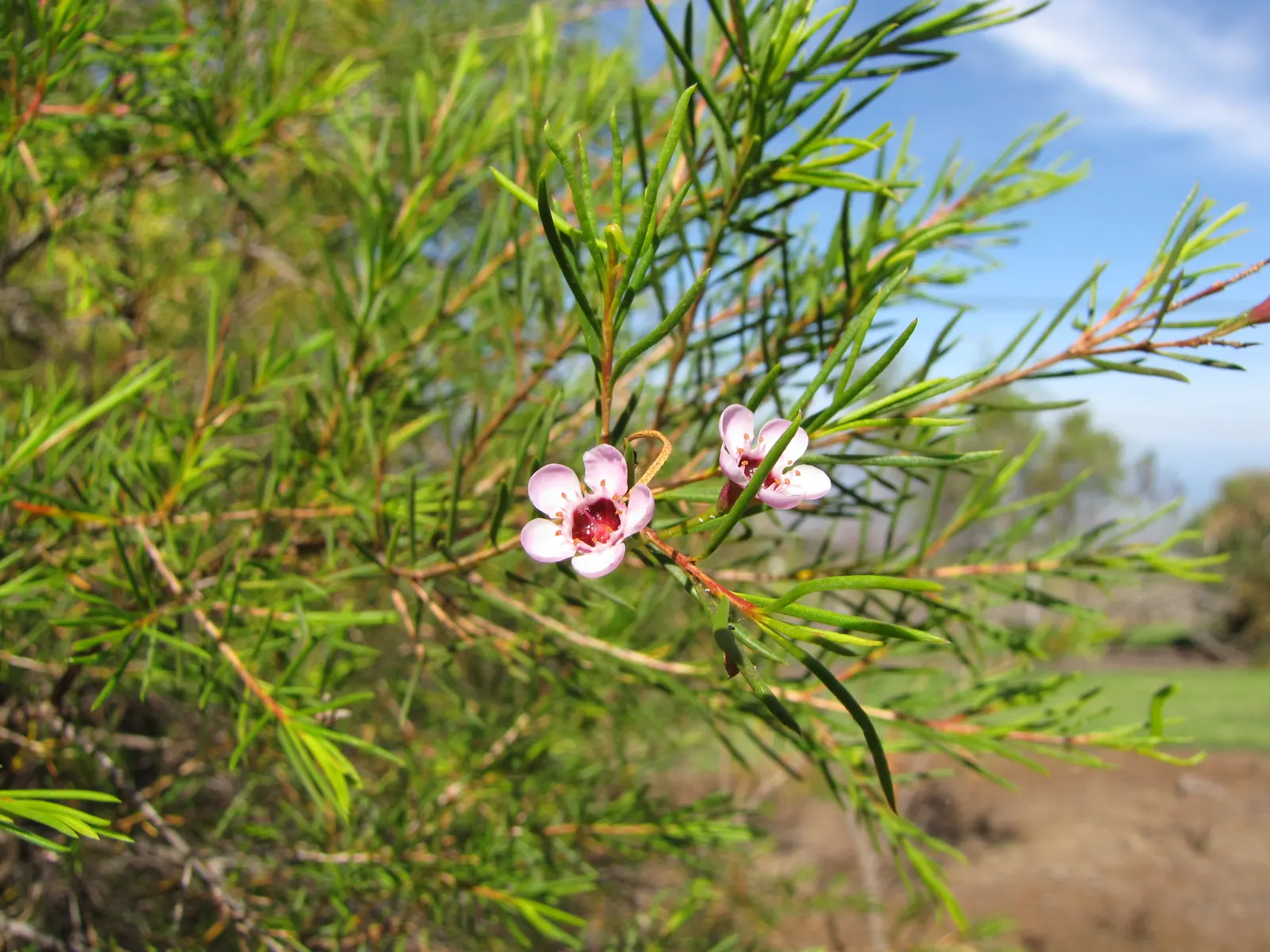 Geraldton Wax Flower (Chamelaucium Uncinatum) — An occasional feeding with a balanced fertilizer will keep Chamelaucium uncinatum vigorous
