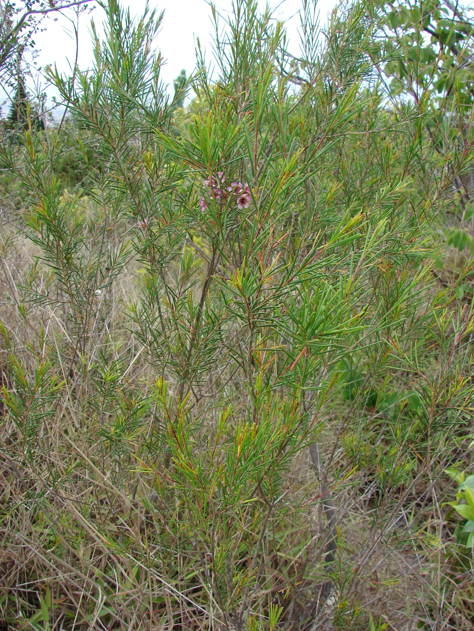 Geraldton Wax Flower (Chamelaucium Uncinatum) — ranging from white to deep pink