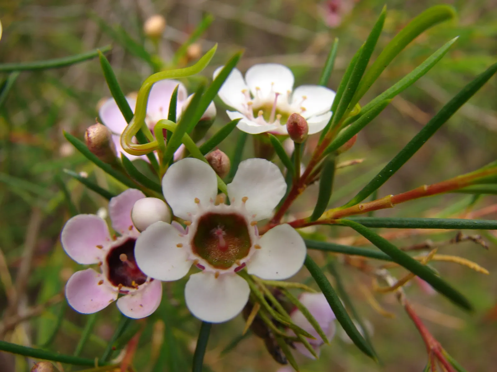 Geraldton Wax Flower (Chamelaucium Uncinatum) — Their longevity as cut flowers makes them a desirable choice for both gardens and floral arrangements; shrub