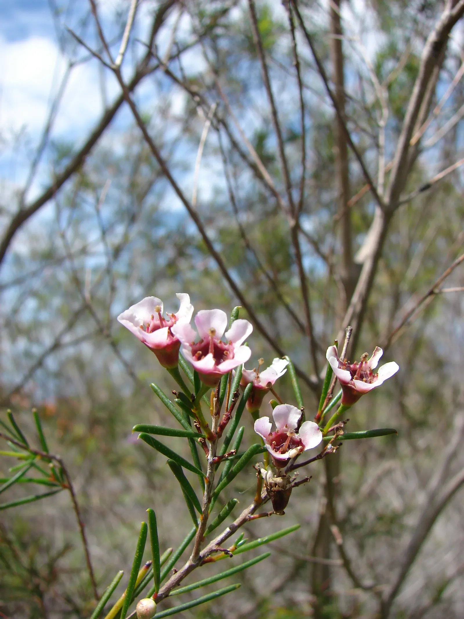 Geraldton Wax Flower (Chamelaucium Uncinatum) — exhibiting drought tolerance once established; this hardy plant thrives in full sun and, image 92