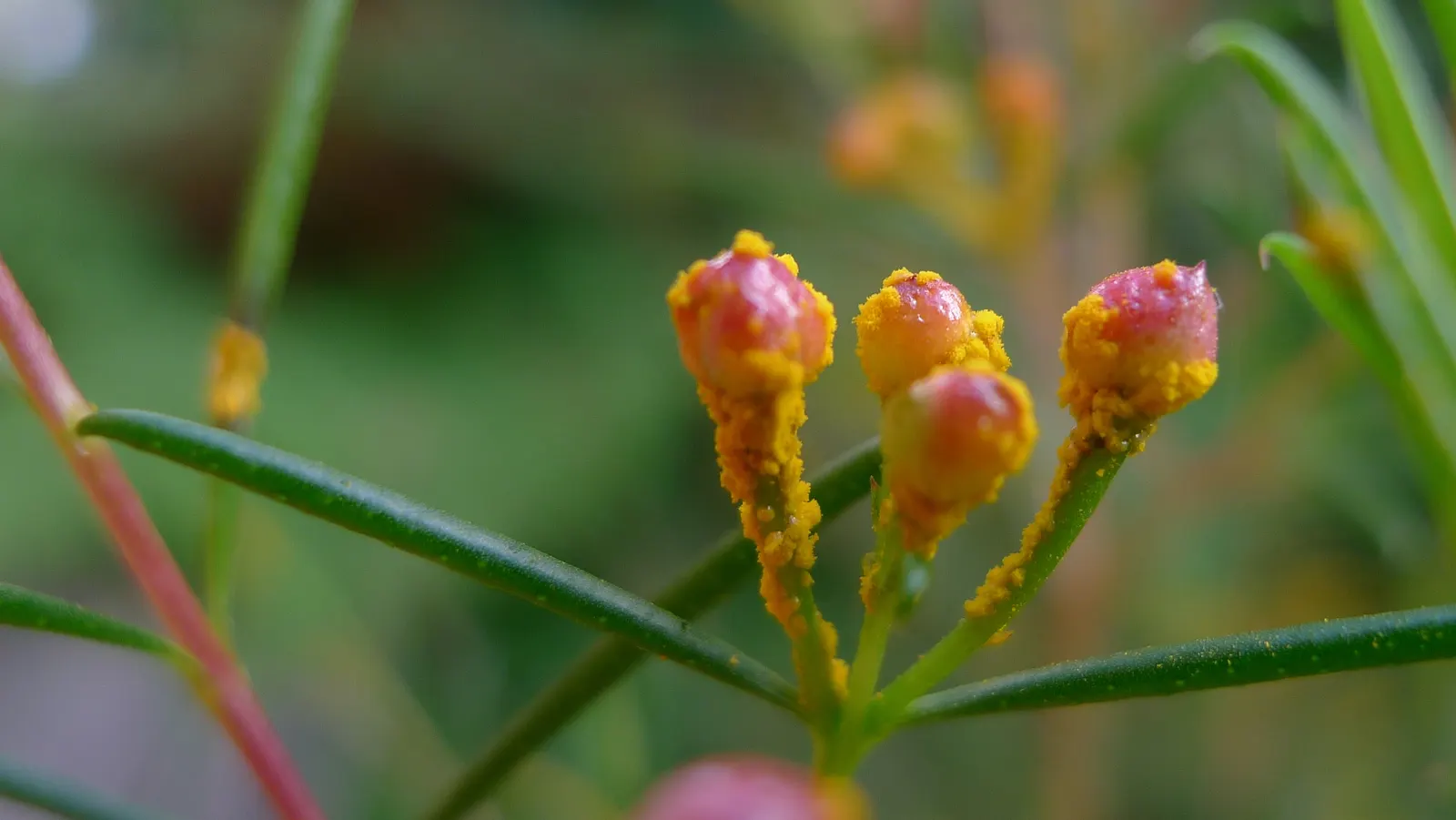 Geraldton Wax Flower (Chamelaucium Uncinatum) — scientifically termed Chamelaucium uncinatum; is an eye-catching addition to any landscape design due to its