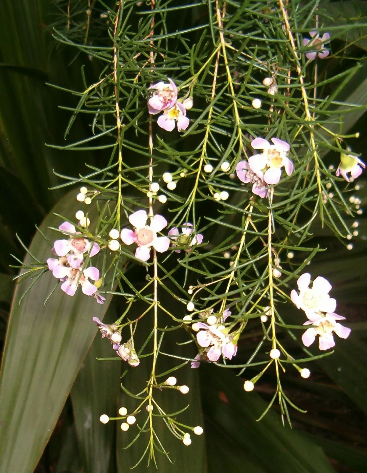 Geraldton Wax Flower (Chamelaucium Uncinatum) — Their longevity as cut flowers makes them a desirable choice for both gardens and floral, image 79