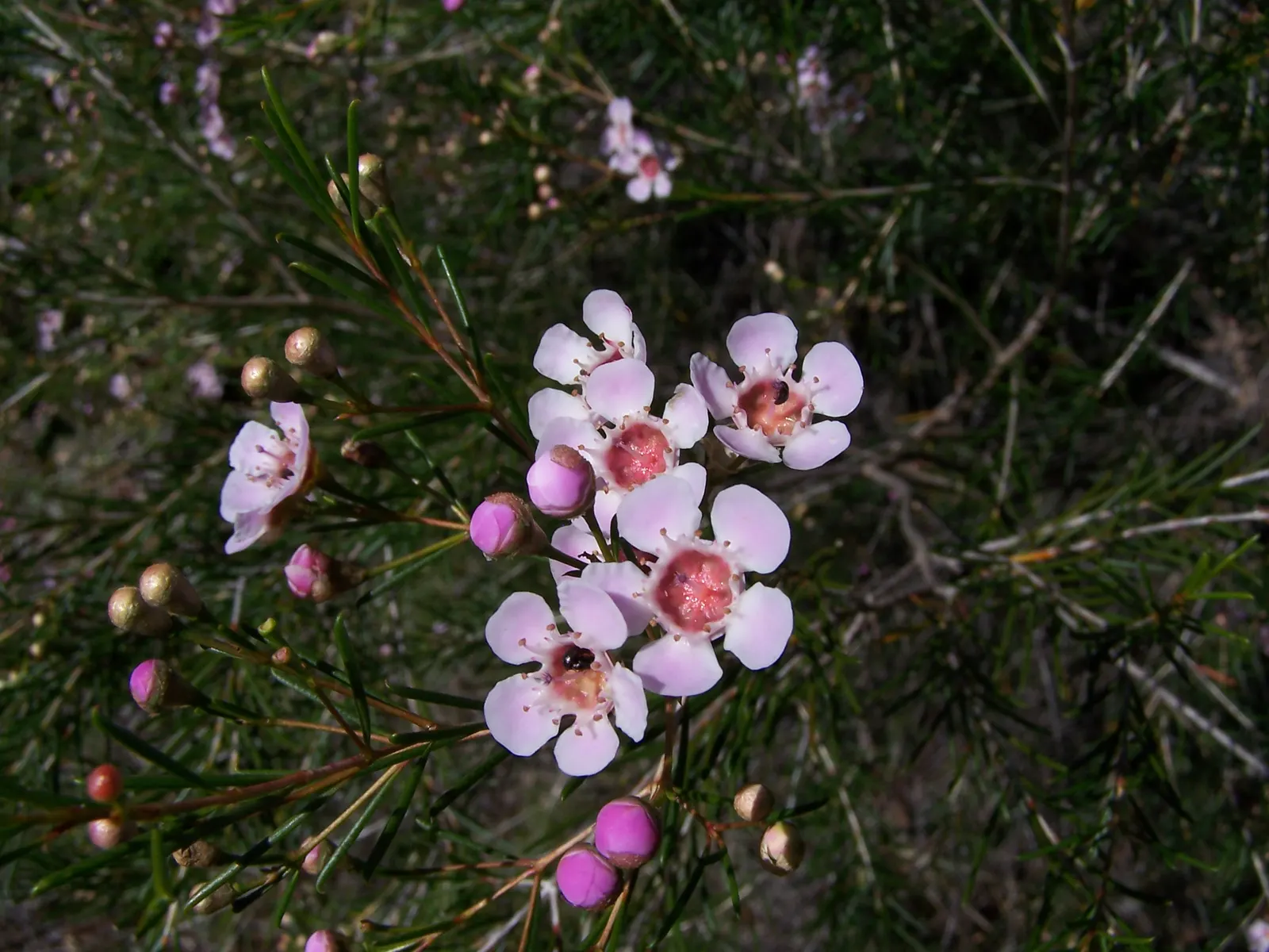 Geraldton Wax Flower (Chamelaucium Uncinatum) — this hardy plant thrives in full sun and well-drained soil; an occasional feeding with a balanced, image 69