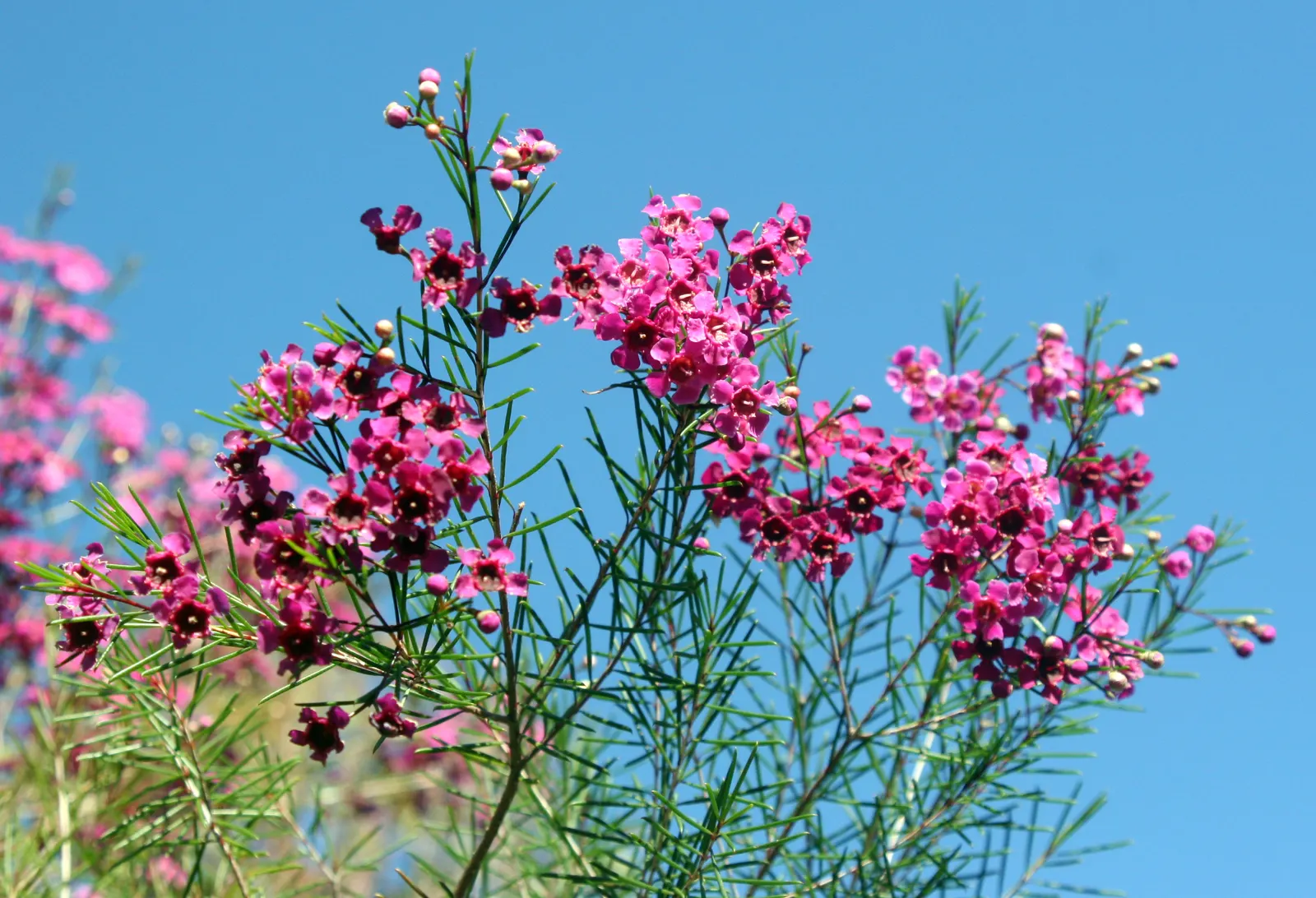 Geraldton Wax Flower (Chamelaucium Uncinatum) — Geraldton Wax thrives in USDA zones 9 to 10, preferring full sun exposure to part shade and, image 36